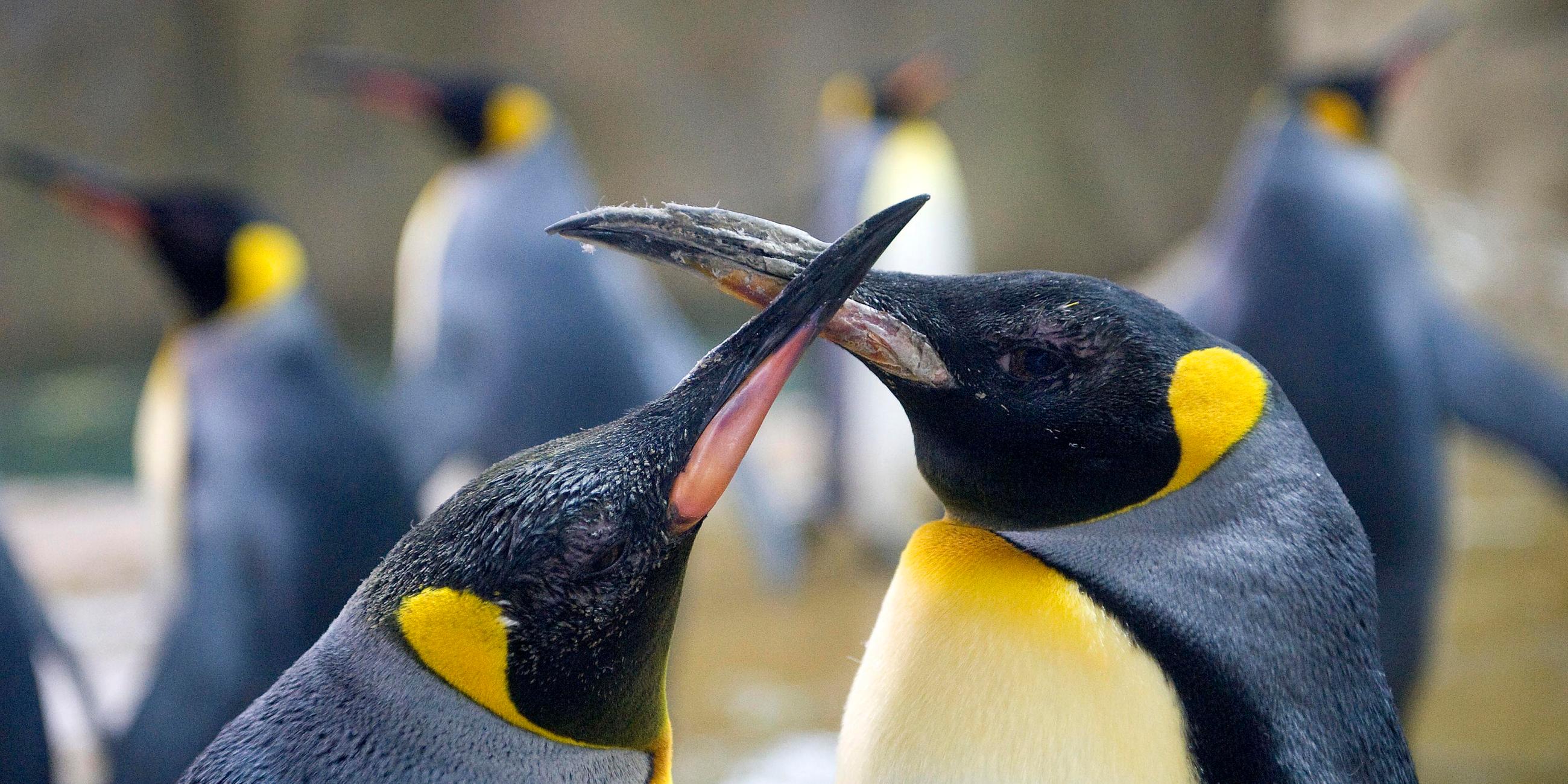 Pinguin-Pärchen 
