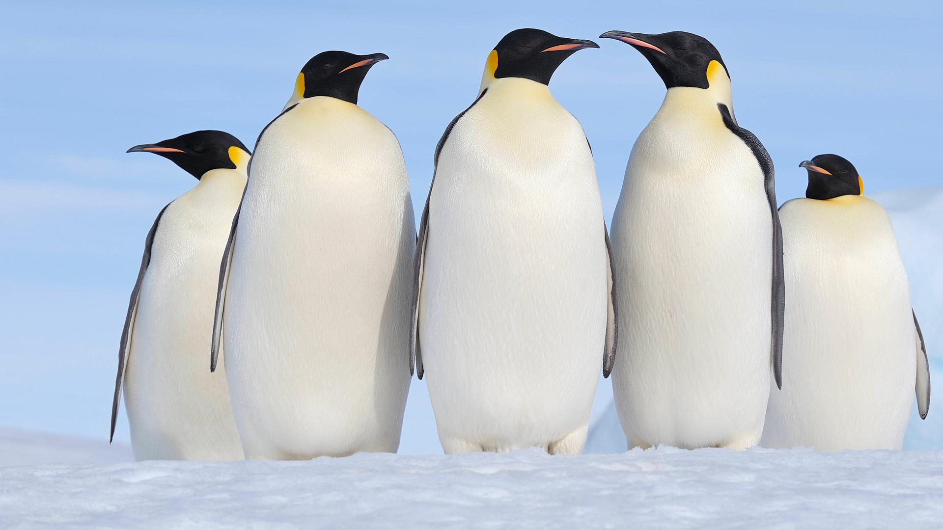 Eine Gruppe Kaiserpinguine im ewigen Eis
