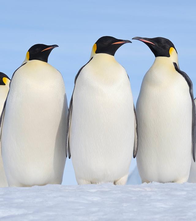 Eine Gruppe Kaiserpinguine im ewigen Eis