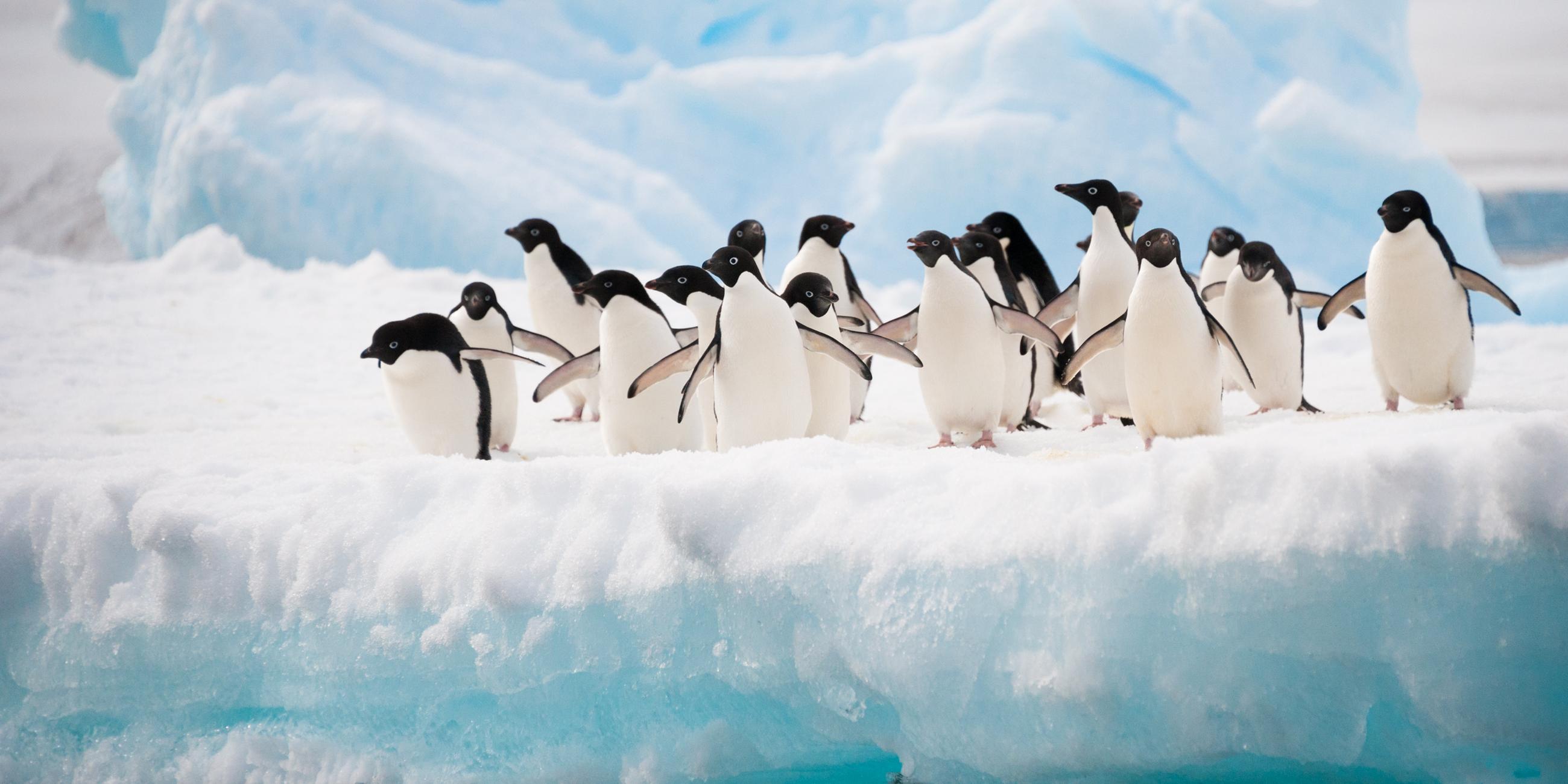 Pinguine stehen in einer Gruppe auf einer Eisfläche.