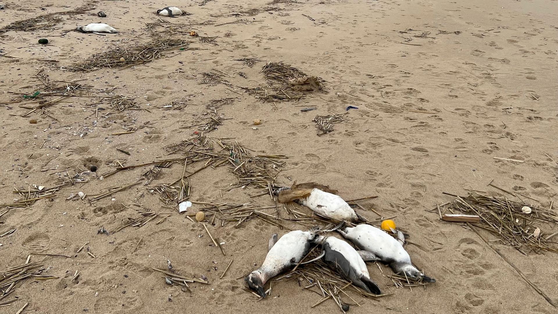 Tote Pinguine liegen am Strand von La Juanita, Uruguay
