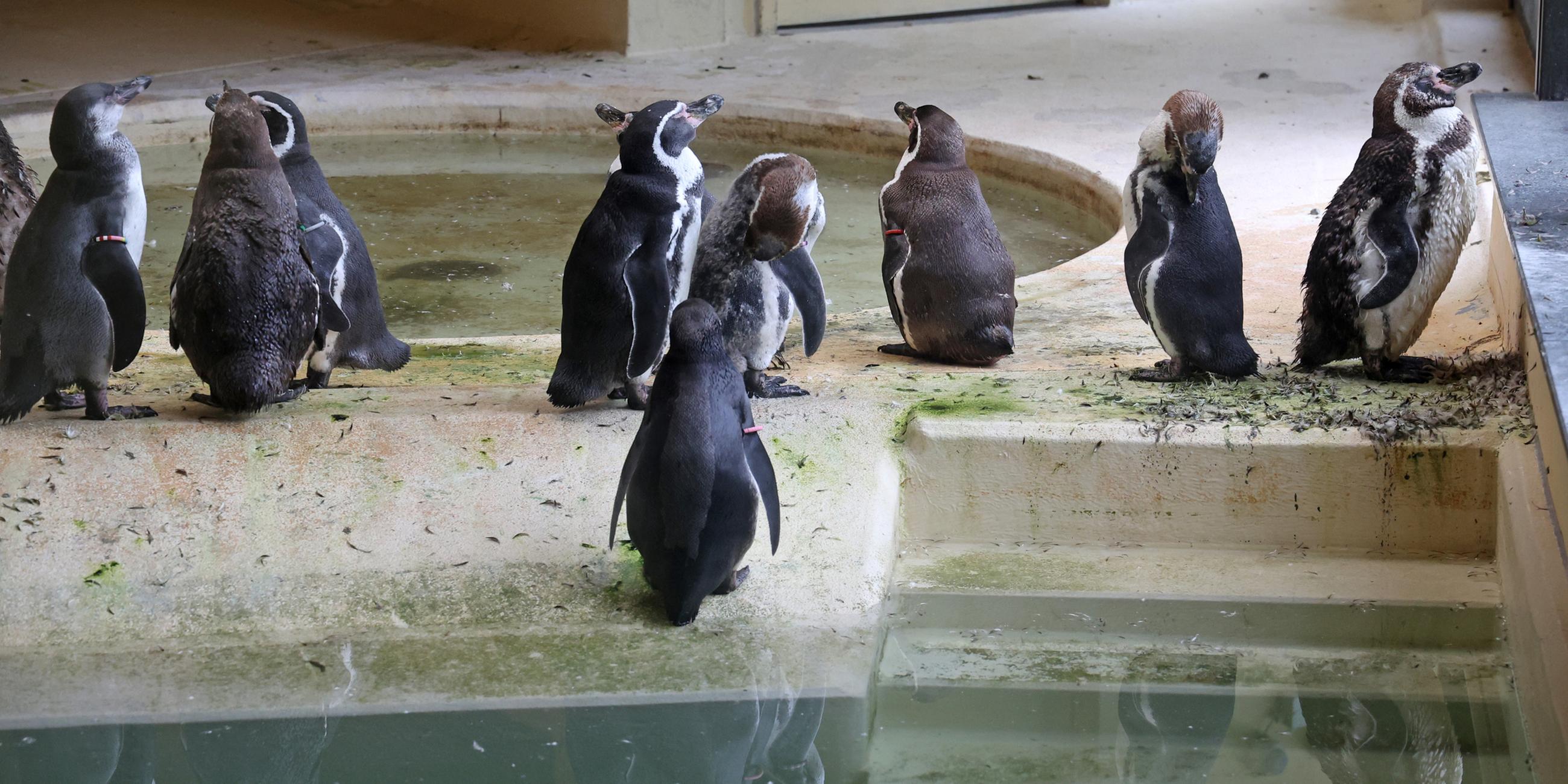 Humboldtpinguine stehen in einem Glashaus, in dem normalerweise die Pelikane des Zoos untergebracht sind. (30.08.2023)
