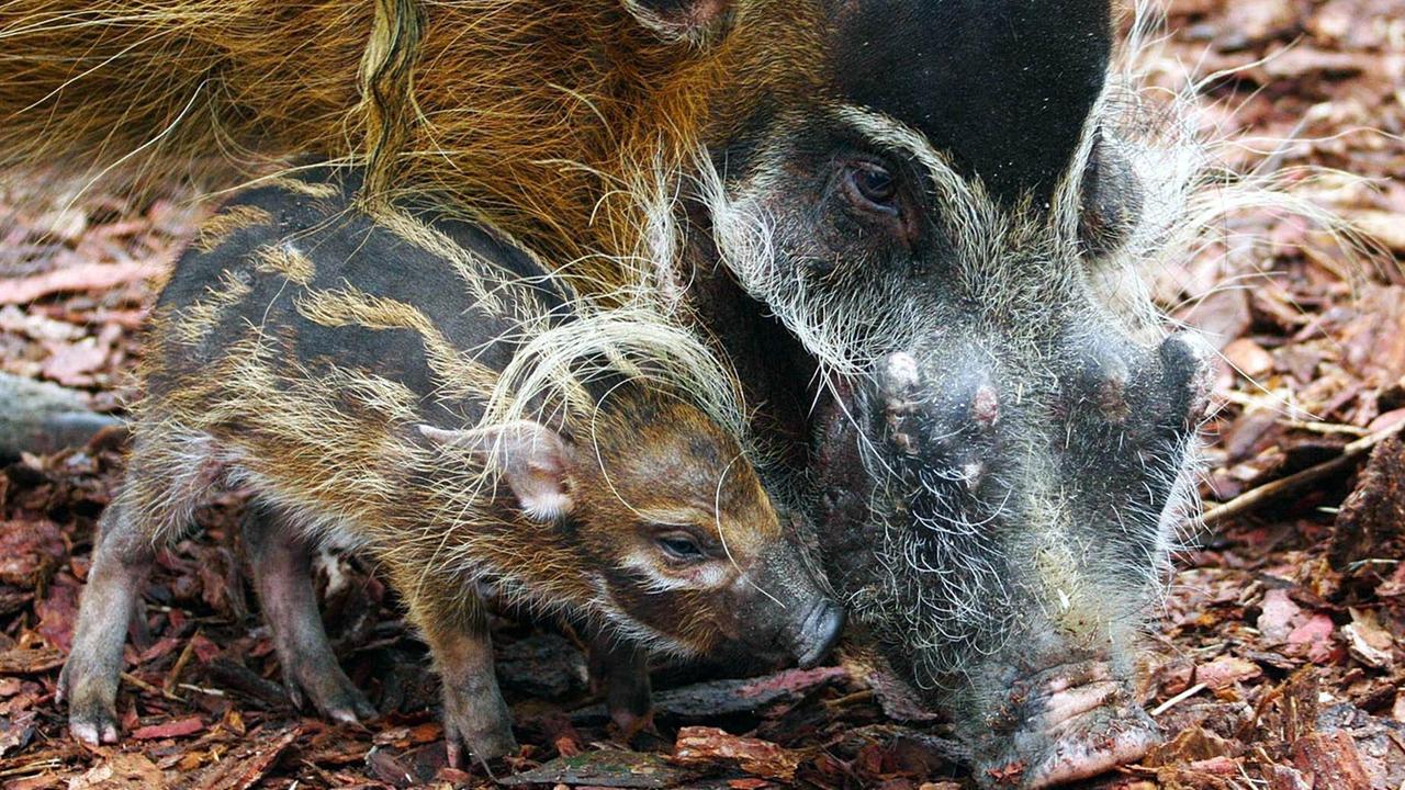 Ein Pinselohrschwein mit seinem Frischling, so nennt man die Jungtiere dieser Schweine.