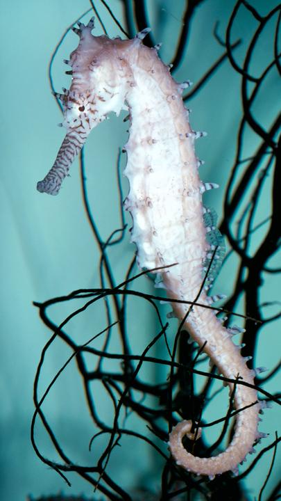 Seepferdchen im Golf von Thailand (Pazifik)