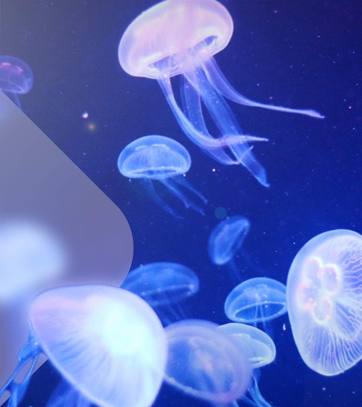 Quallen mit Terra X Branding