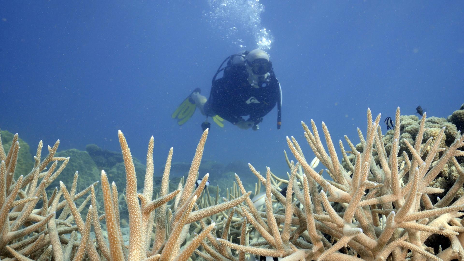 Ein Taucher, Meeresbiologe Alasdair Harris, schwimmt durch ein Riff mit Algen.