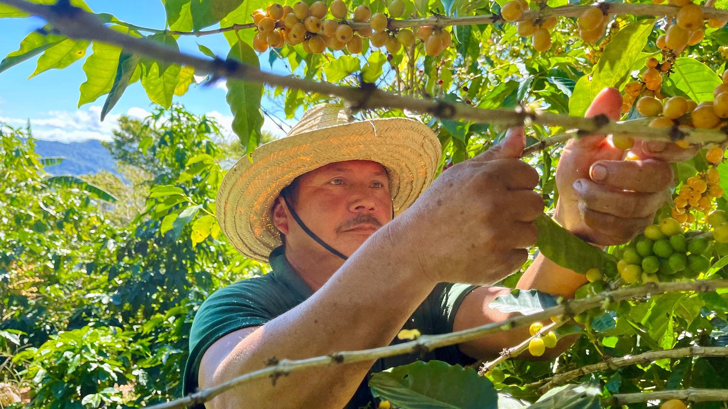 "plan b: Kaffee olé! - Das Beste von der Bohne": Ein Erntehelfer in La Hammonia, einer Kaffeefarm in Nicaragua, erntet Kaffeebohnen.