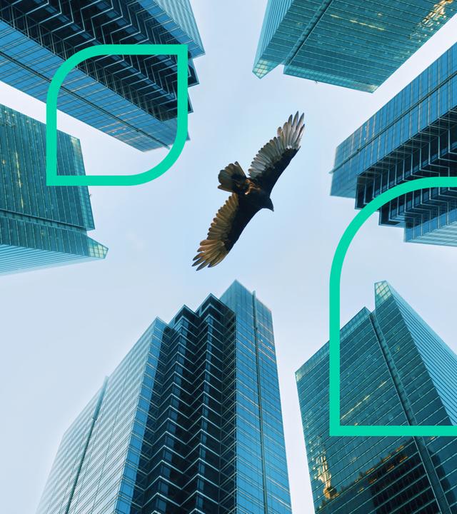 Ein Raubvogel zwischen Hochhäusern.