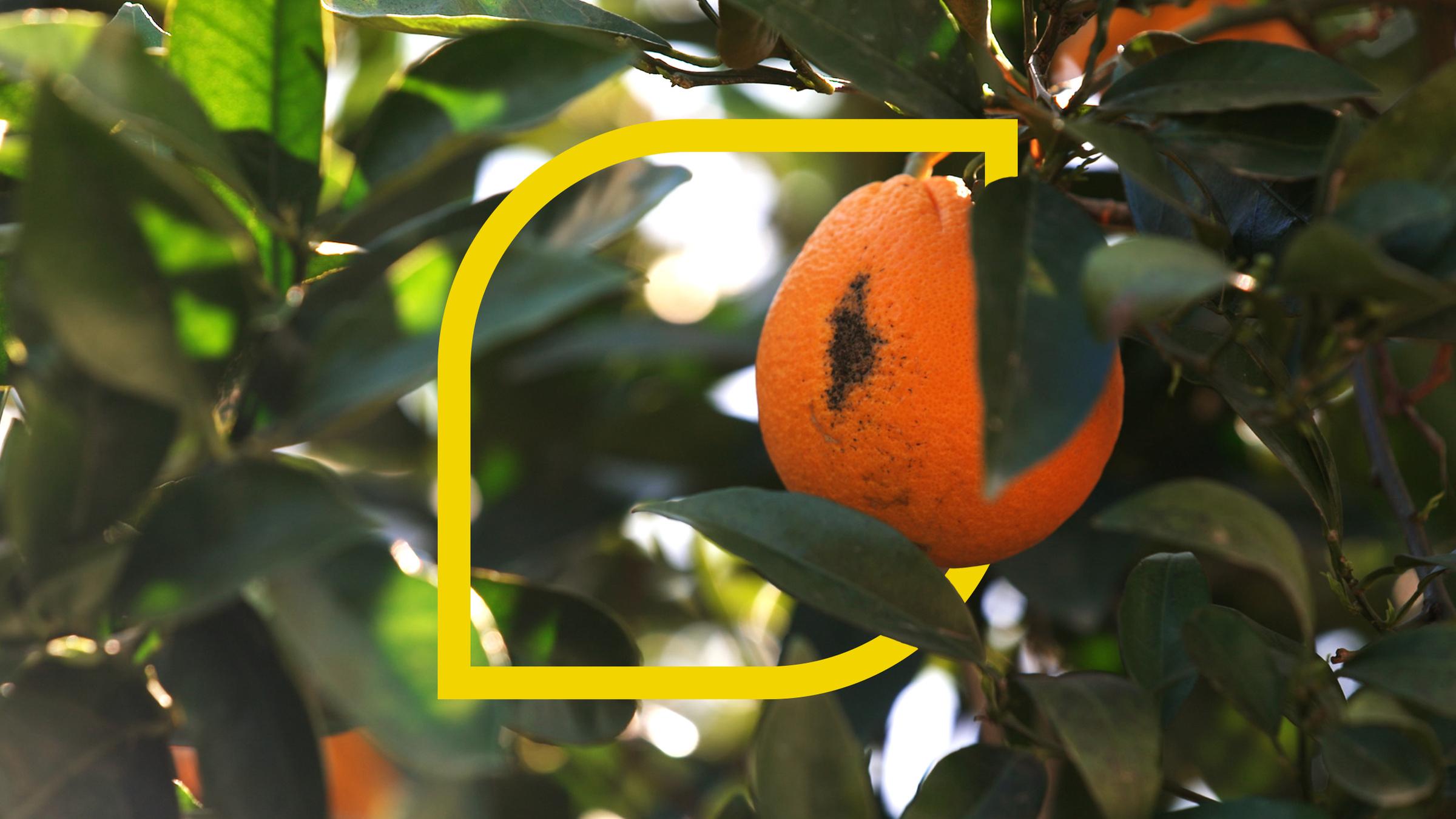 Eine Orange mit einem Schönheitsmakel