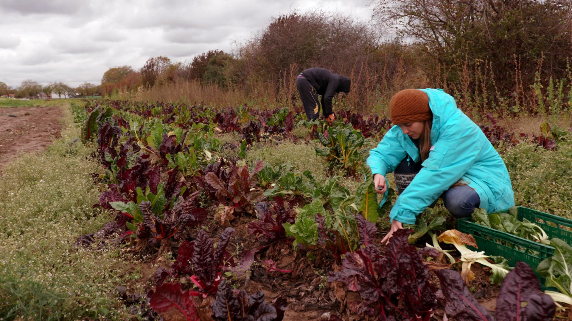 Die Kölnerin Nicole Klaski bei der Ernte des übriggebliebenen Gemüses.