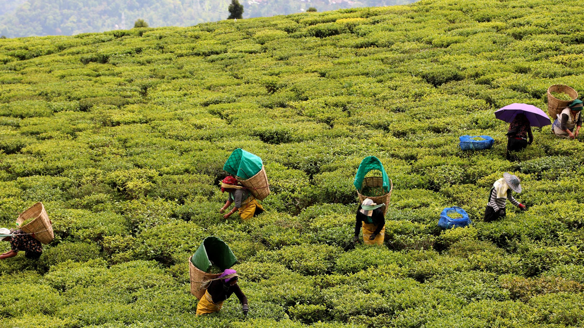 "planet e: Die Öko-Rebellen vom Himalaya": Teeplantage in Sikkim