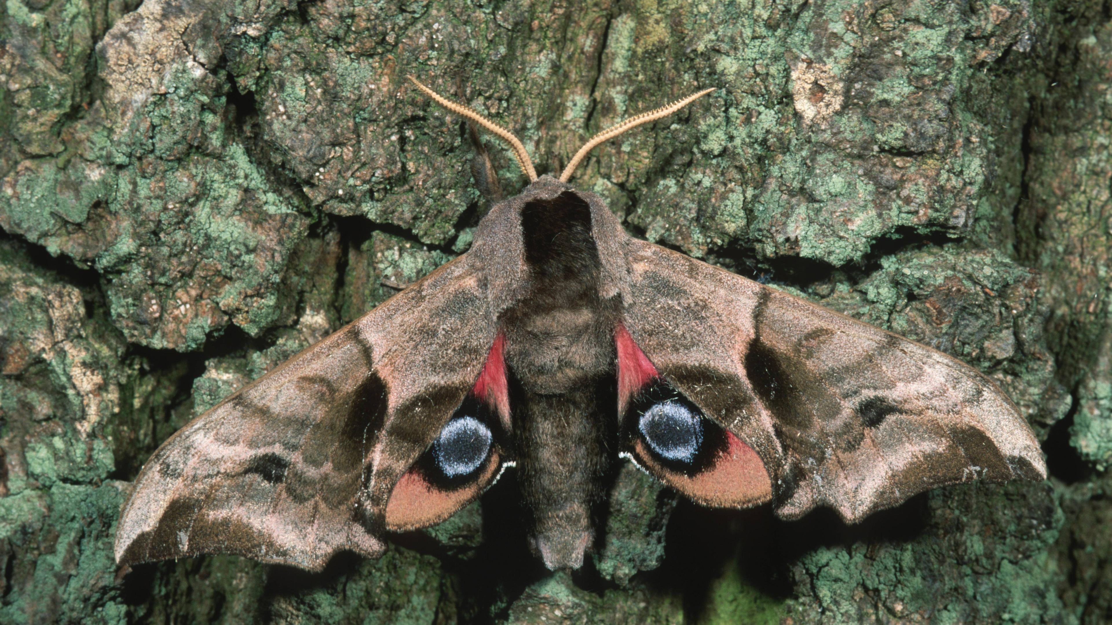 Abendpfauenauge (Smerinthus ocellata)