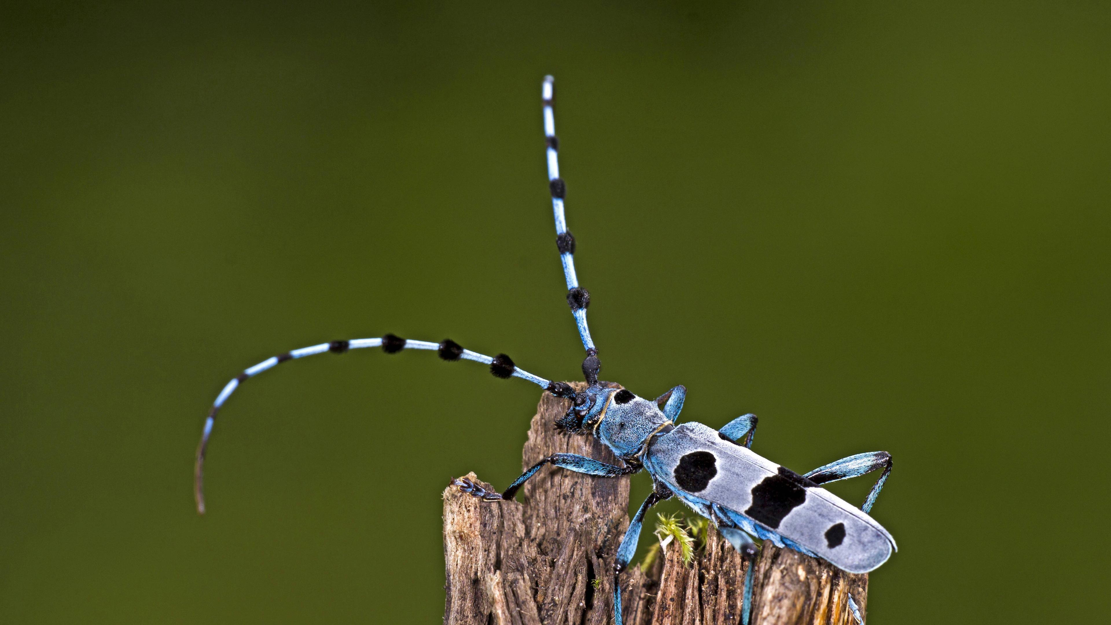 Alpenbock (Rosalia Alpina)