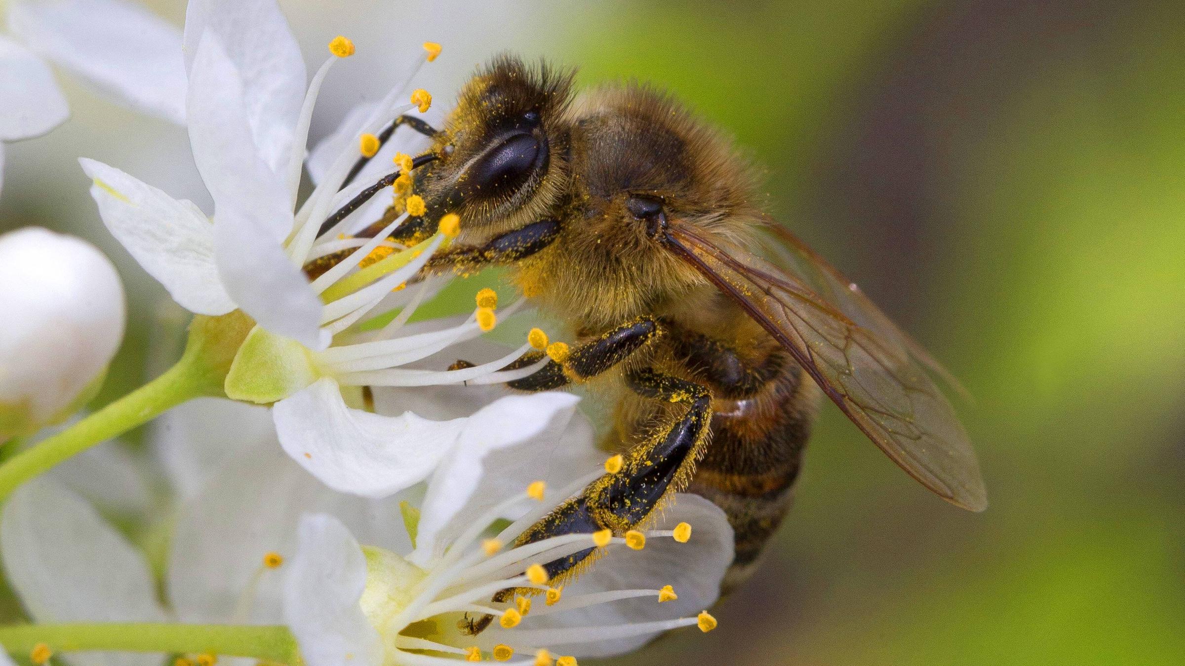Honigbiene an einer Obstblüte