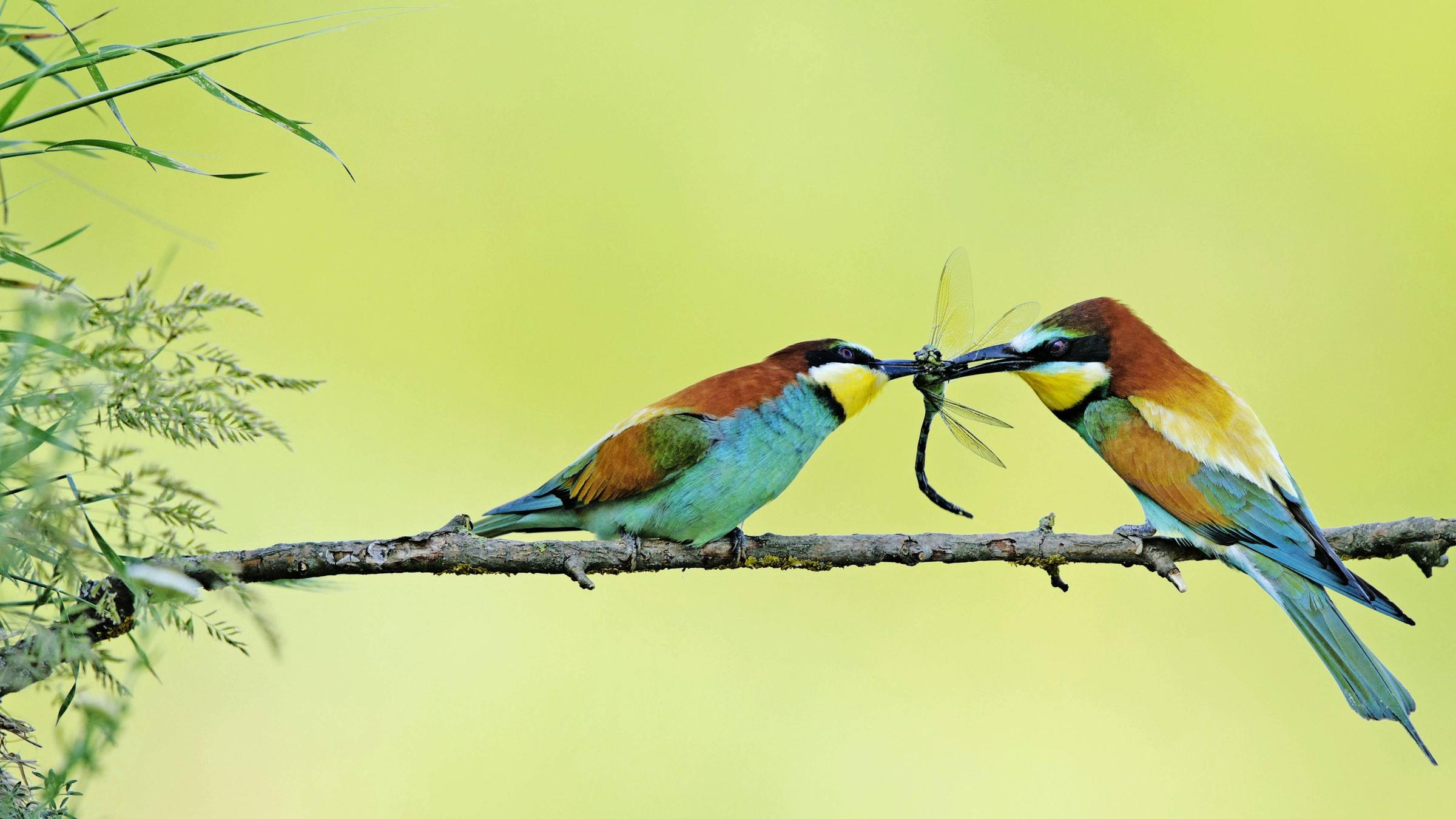 Bienenfresser bei der Beuteübergabe einer Libelle