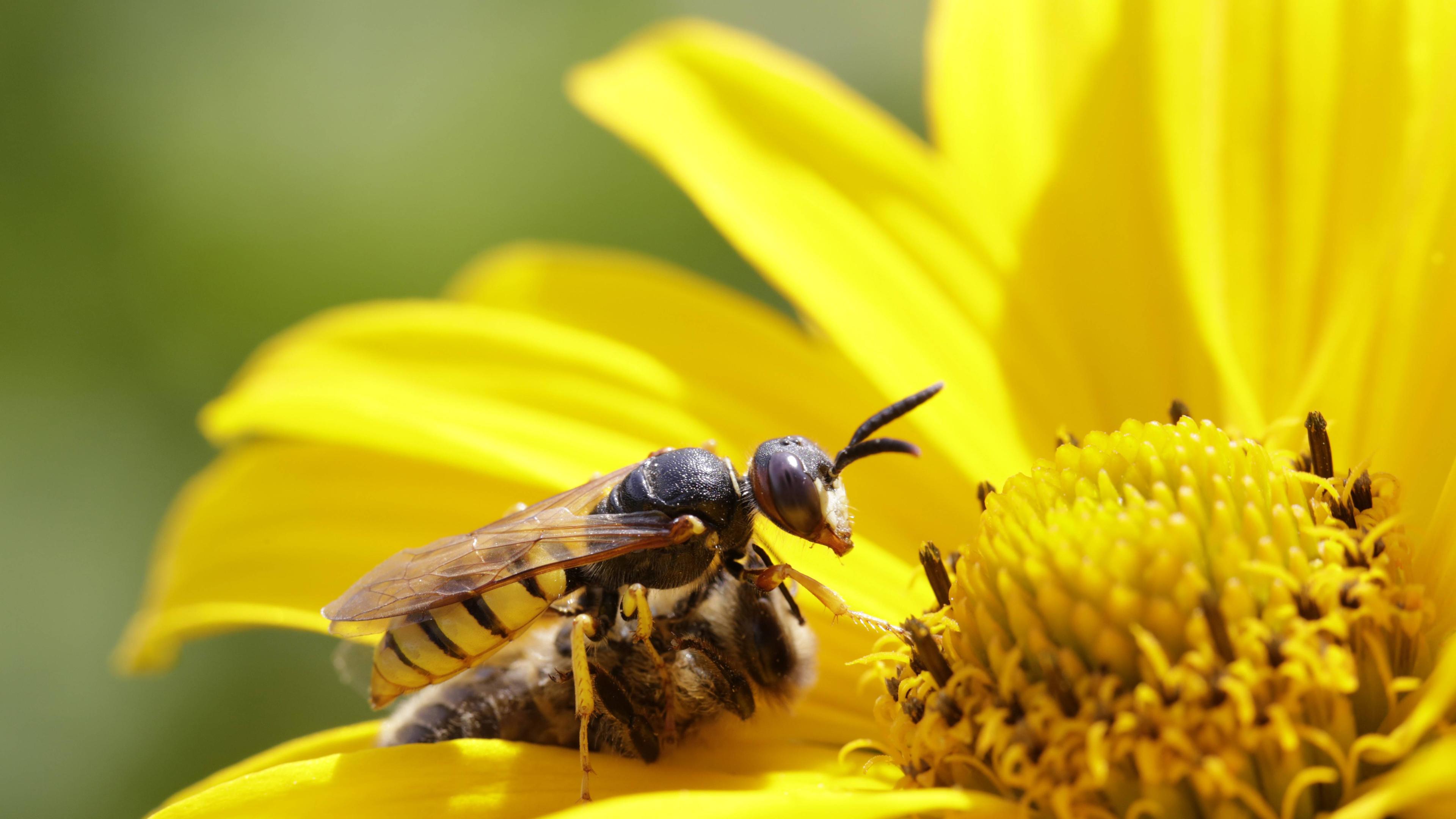 Bienenwolf (Philanthus triangulum)