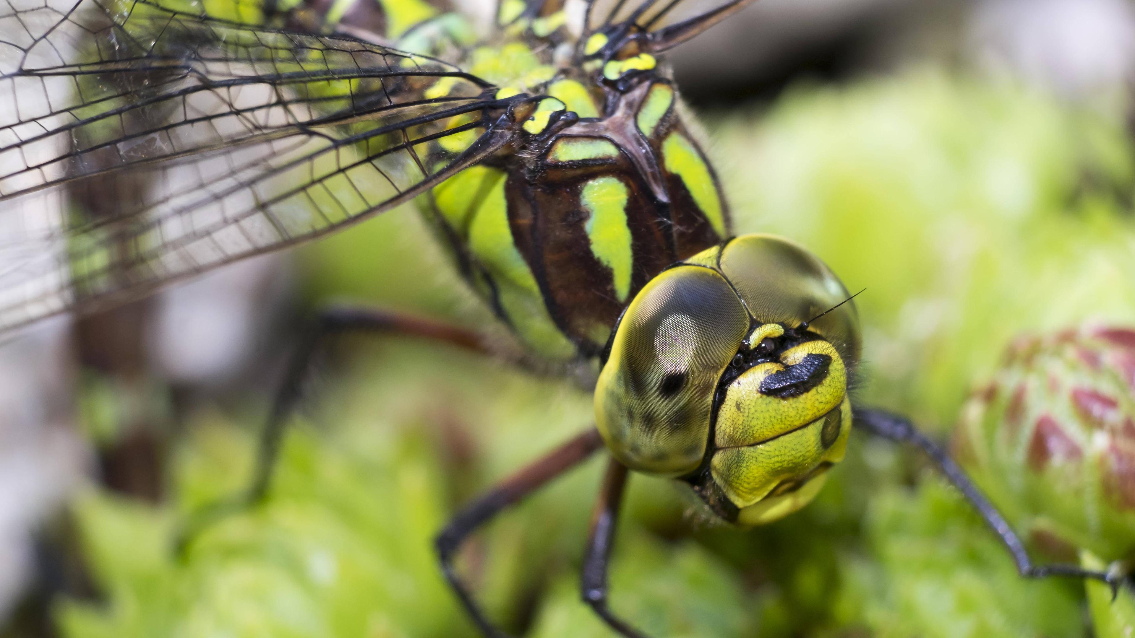 Blaugrüne Mosaikjungfer (Aeshna cyanea)