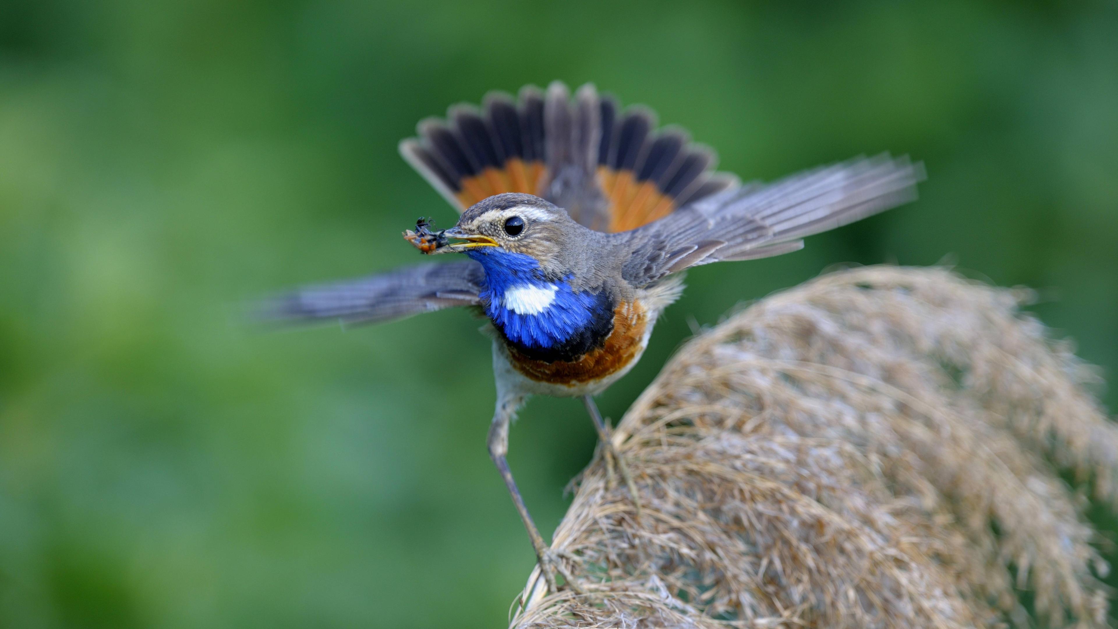 Blaukehlchen (Luscinia svecica cyanecula)