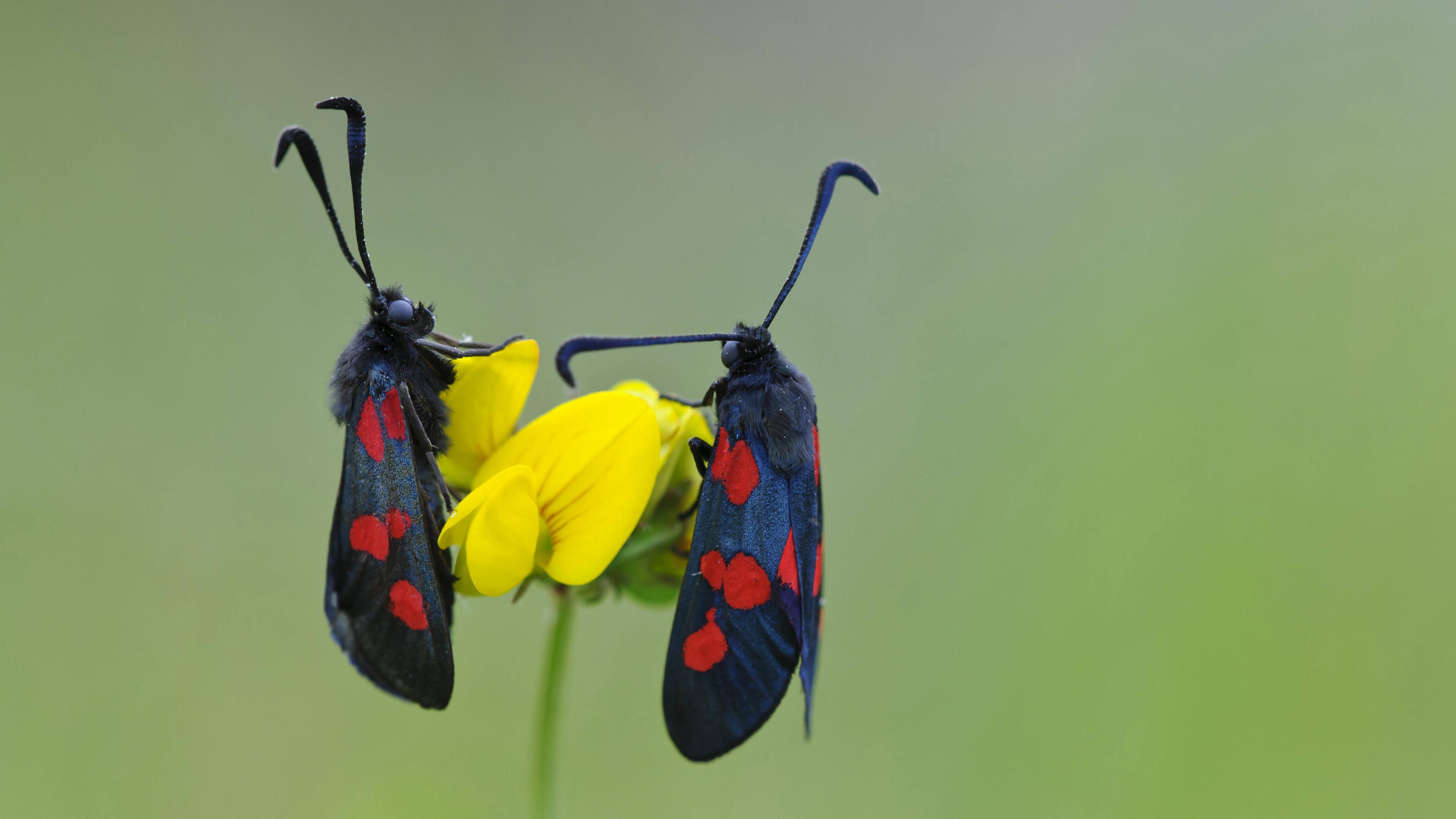 Zwei gewöhnliche Blutströpfchen Blutströpfchen (Zygaena filipendula) auf der Blüte eines Hornklees