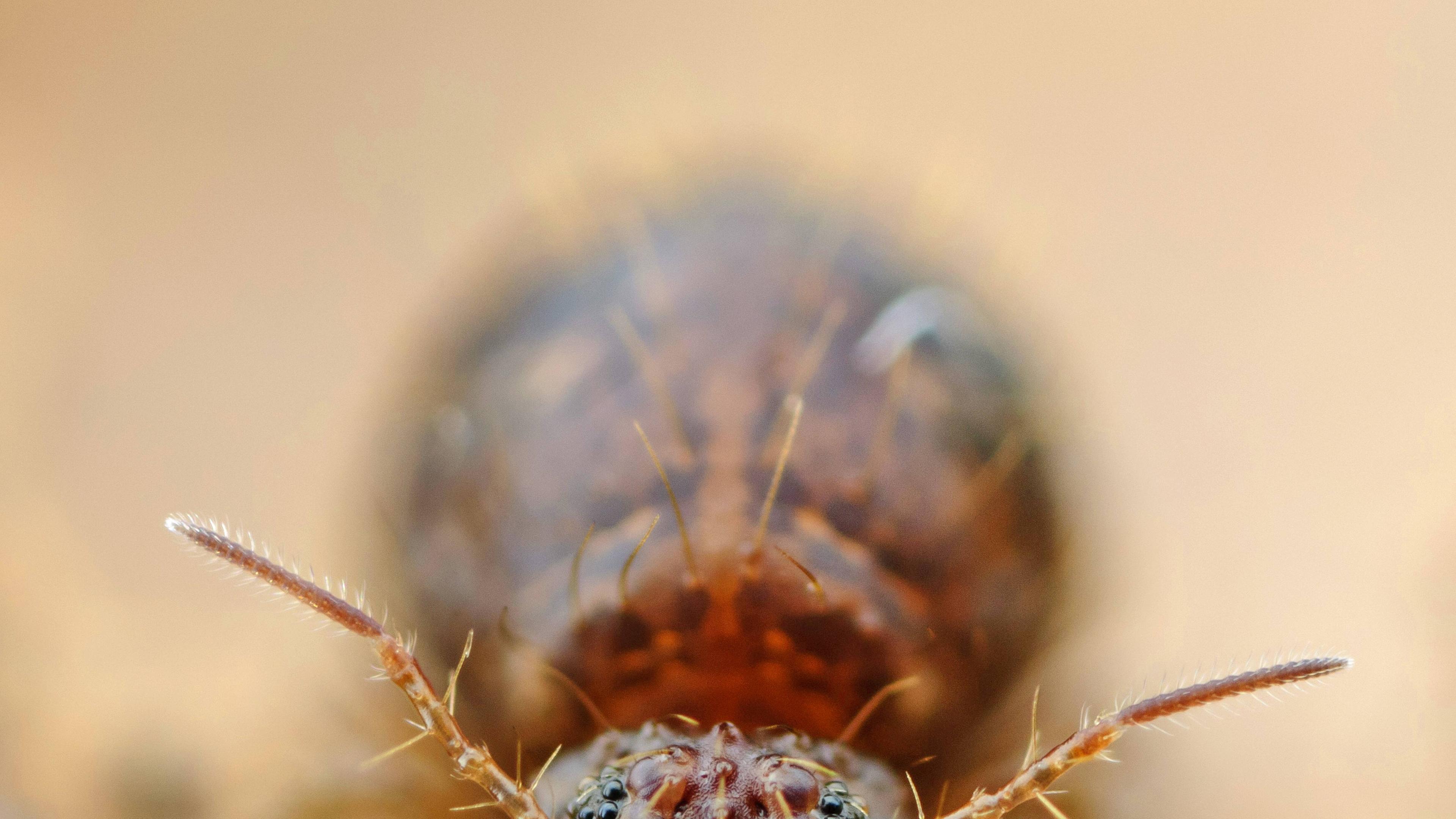 Dunkelbraune Kugelspringer (Allacma fusca) 