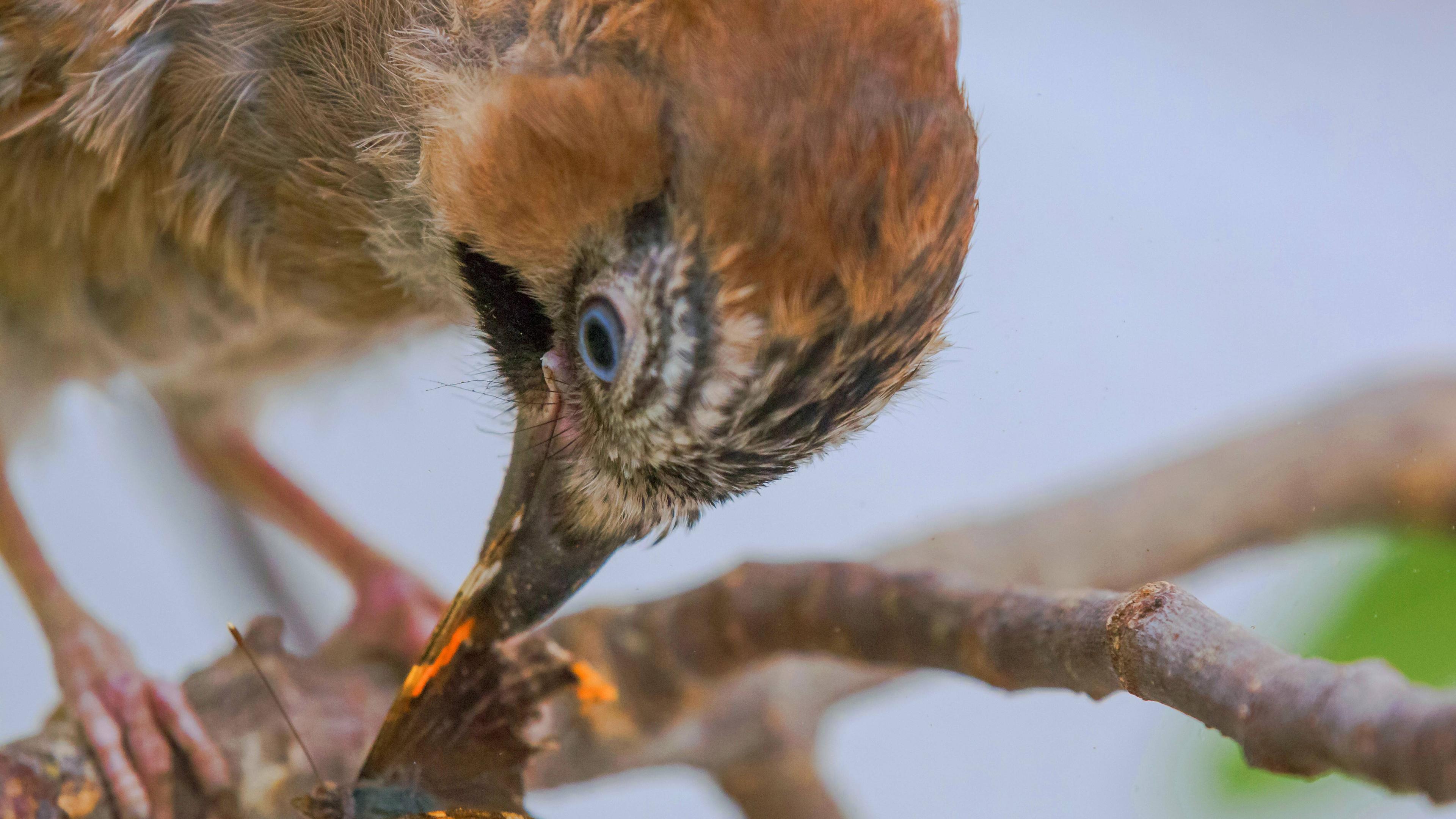 Eichelhaeher (Garrulus glandarius)