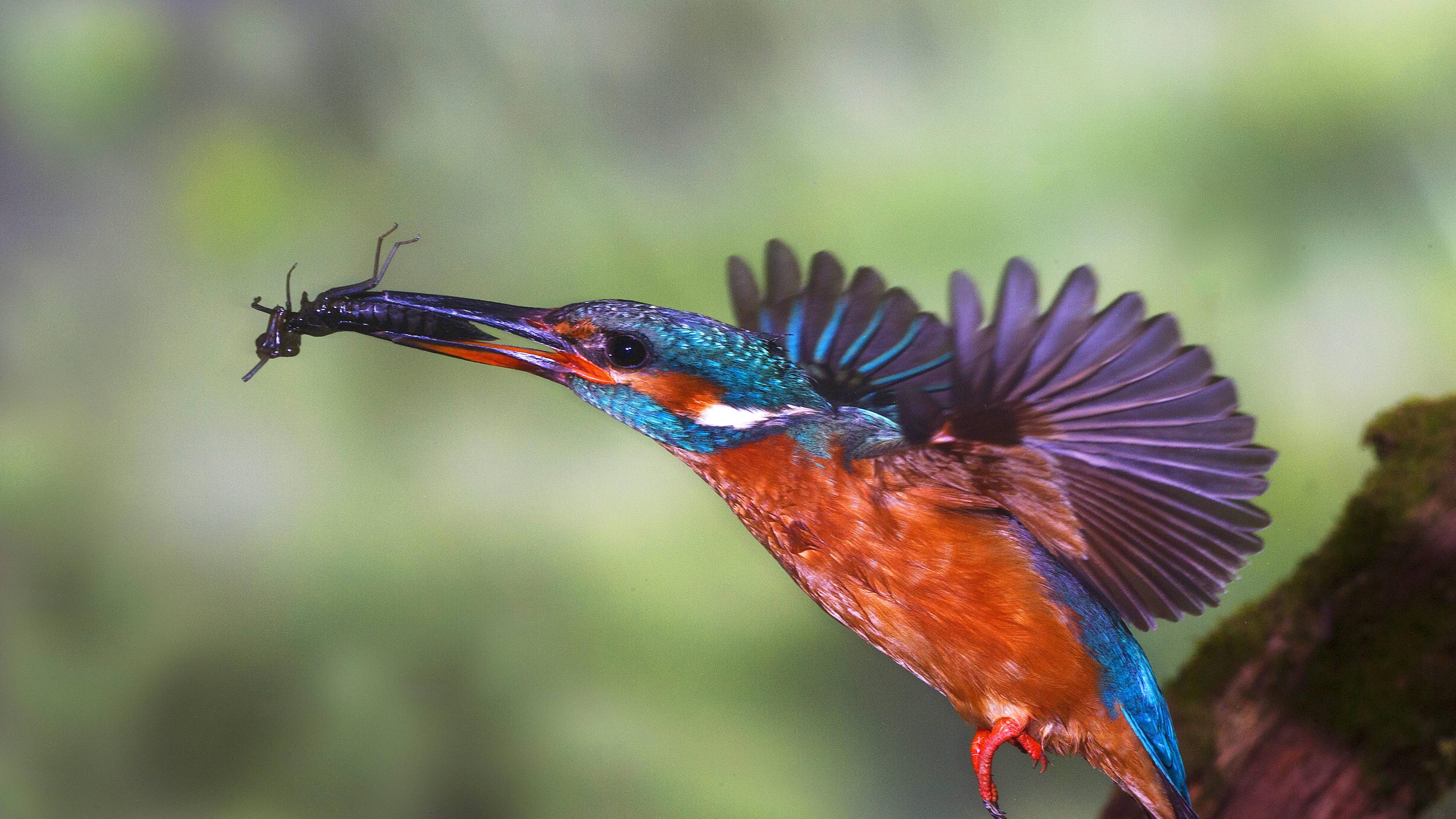 Eisvogel (Alcedo atthis)