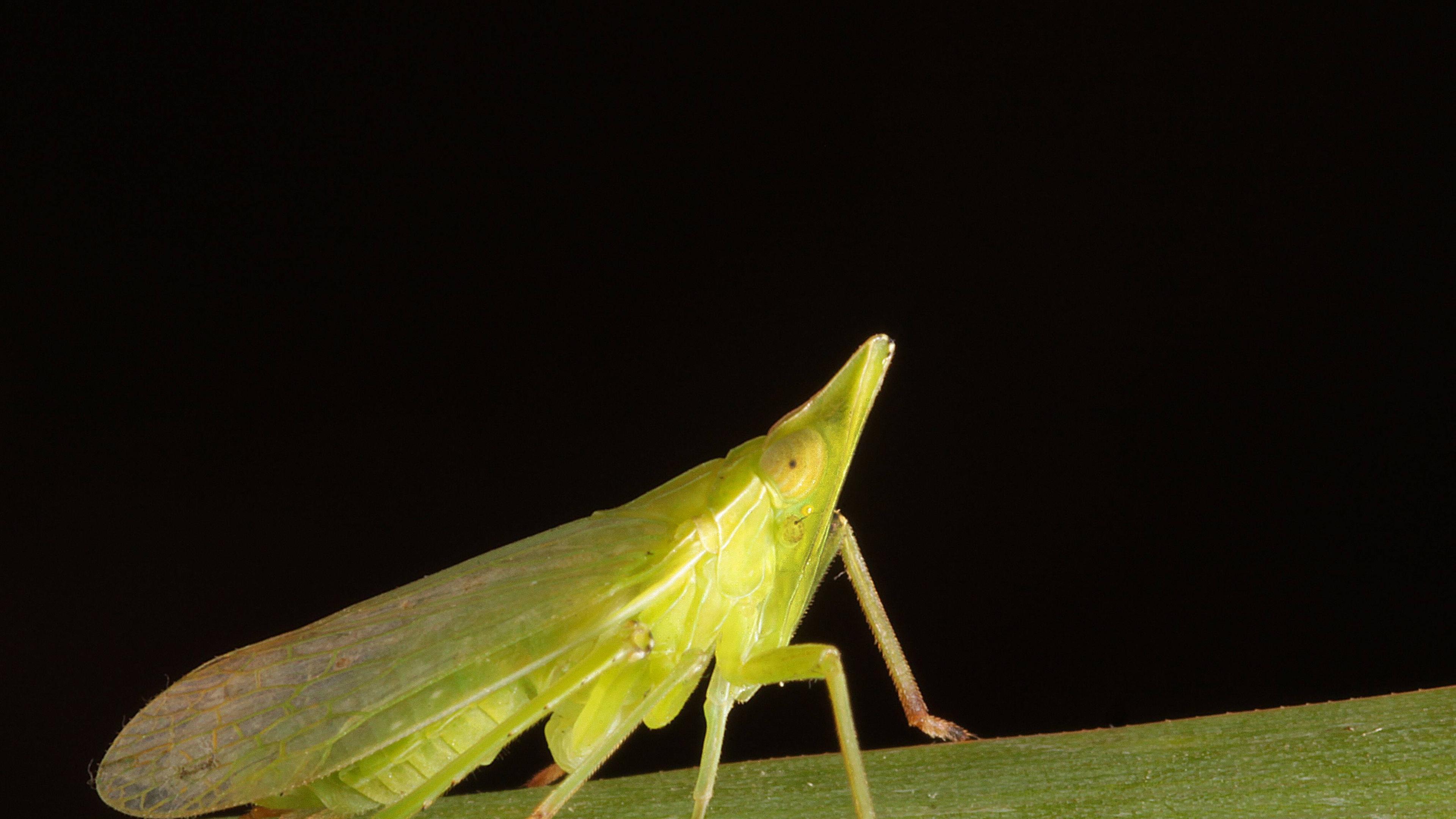 Europäischer Laternenträger (Dictyophara europaea)