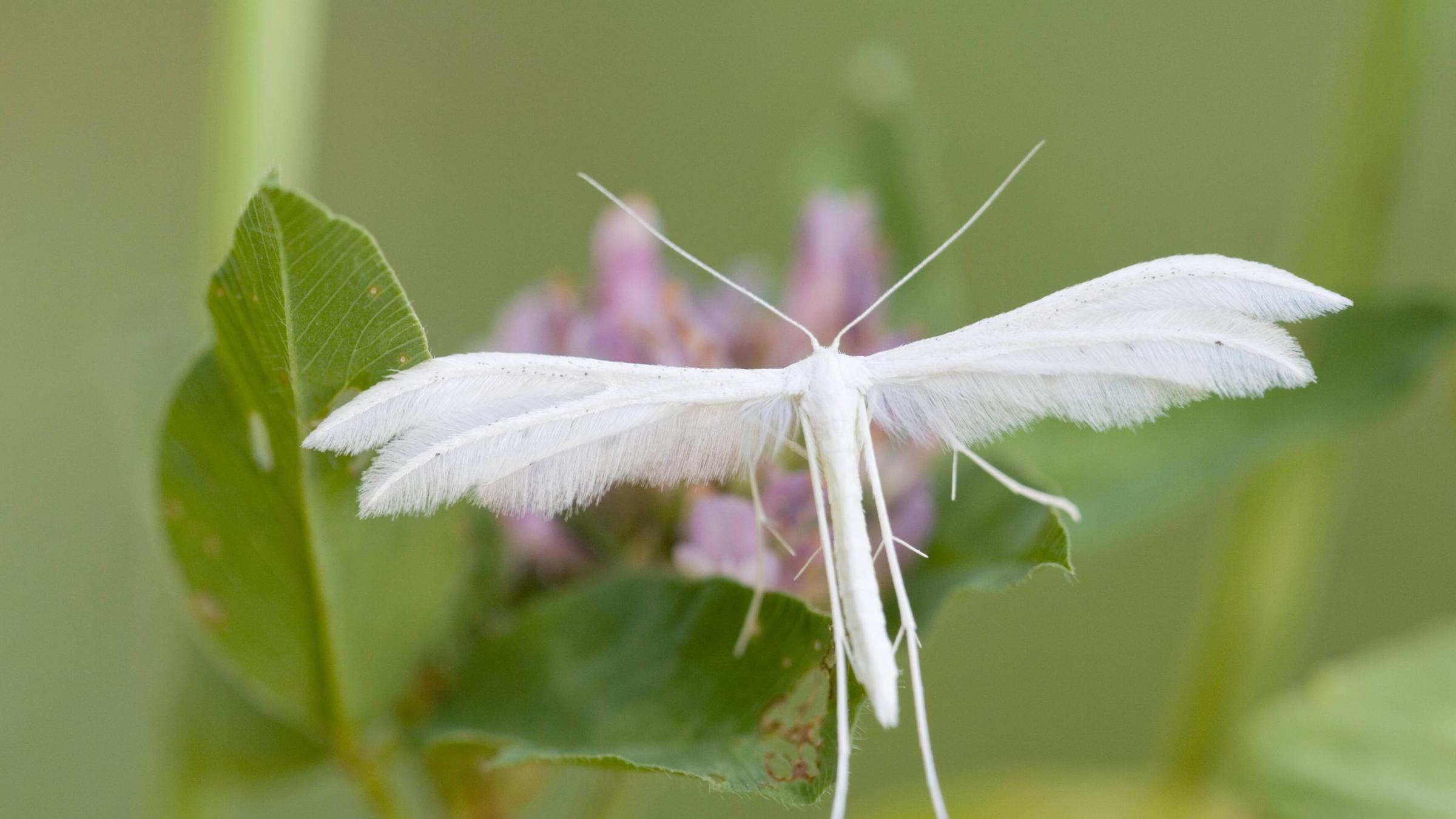 Federgeistchen (Pterophorus pentadactyla)