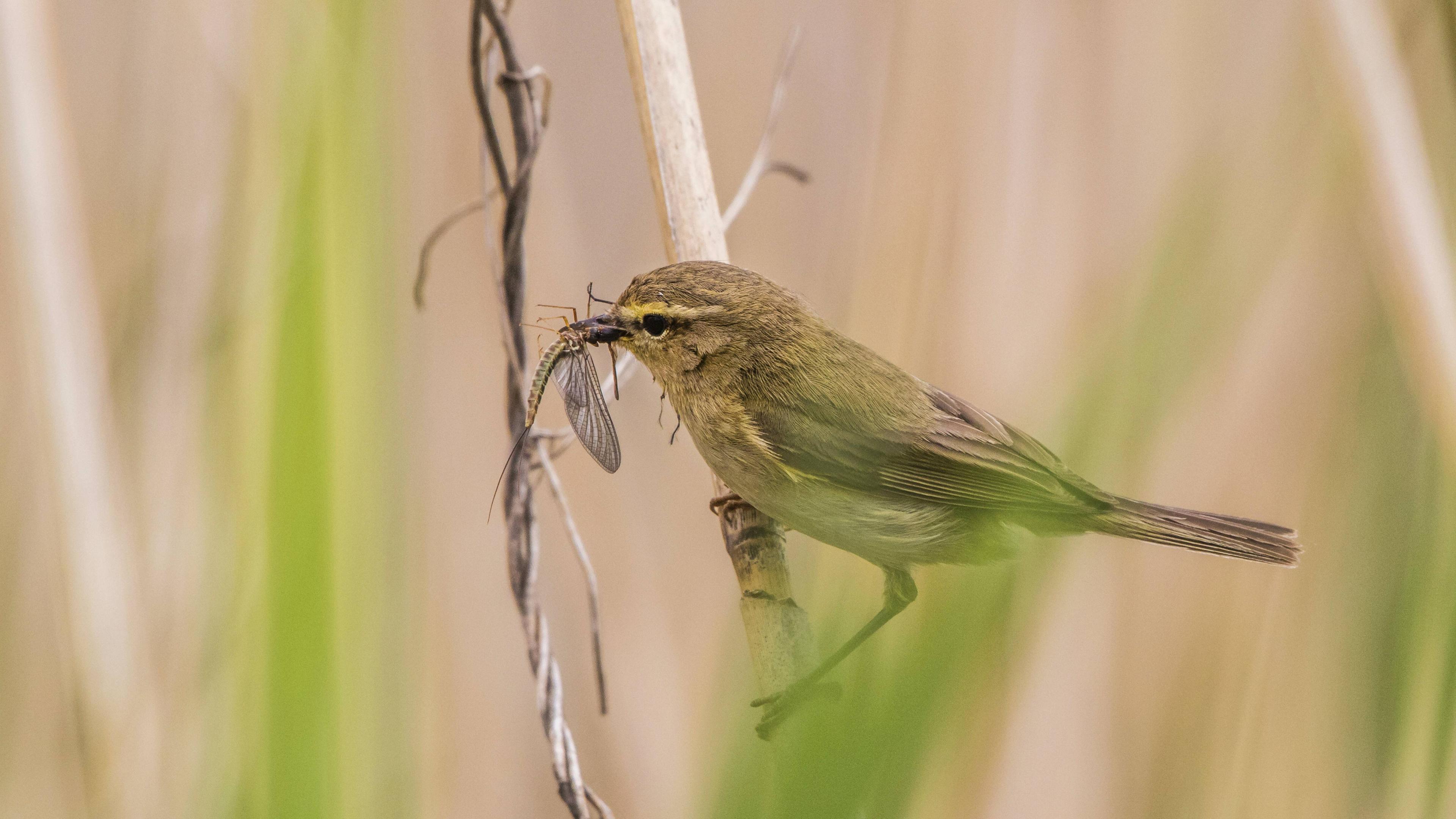 Fitis (Phylloscopus trochilus) 