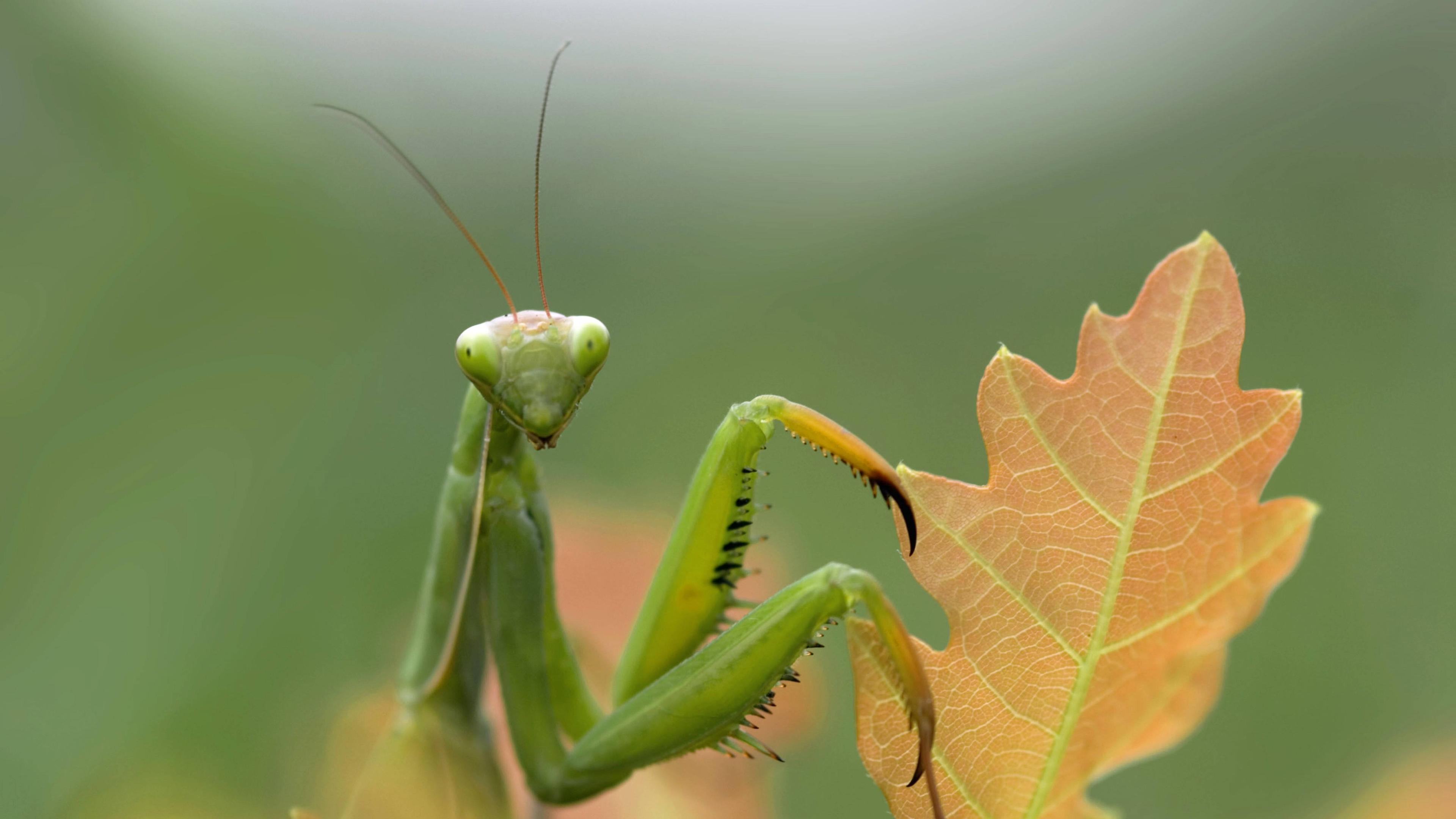 Gottesanbeterin (Mantis religiosa)