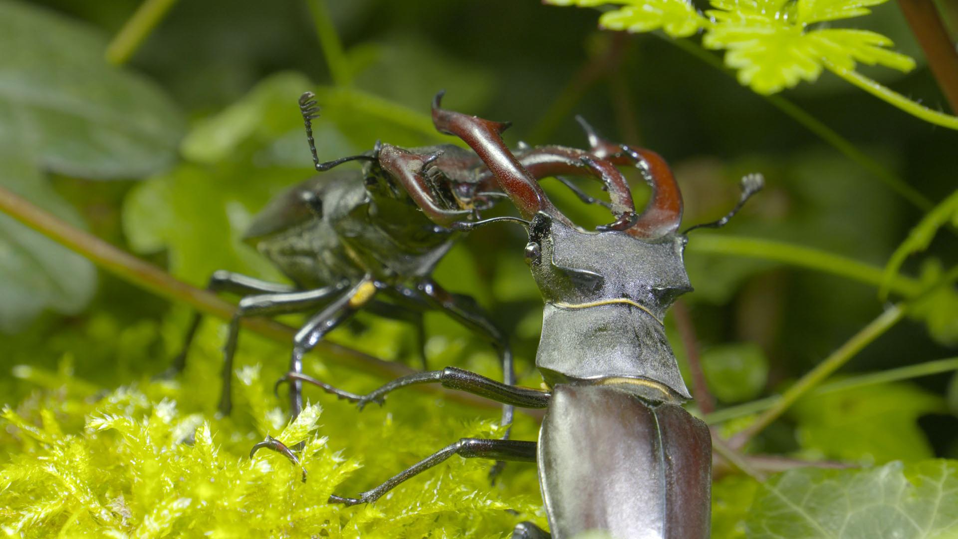 Hirschkäfer (Donnergugi Lucanus cervus)