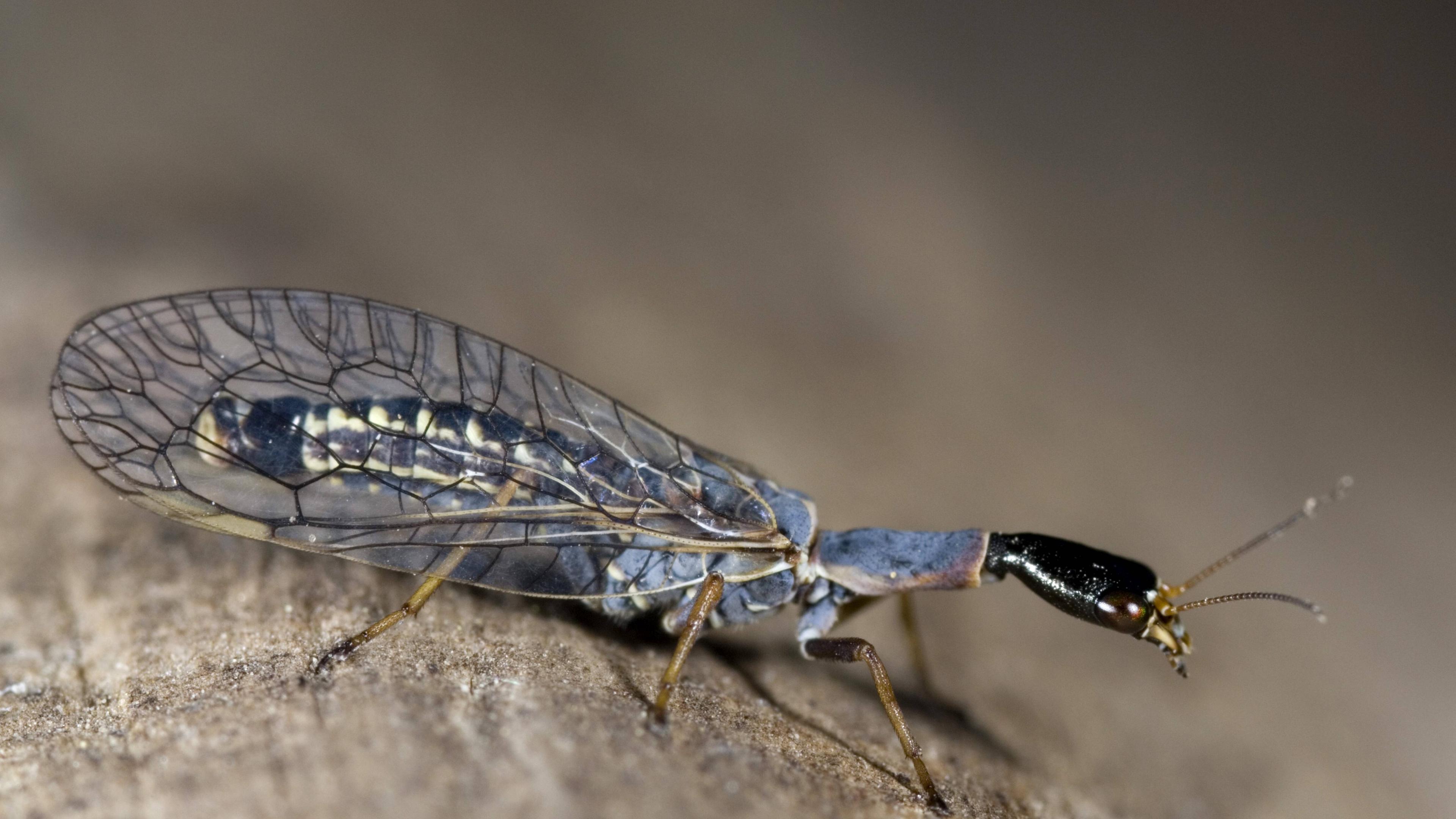 Kamelhalsfliege (Raphidiidae)