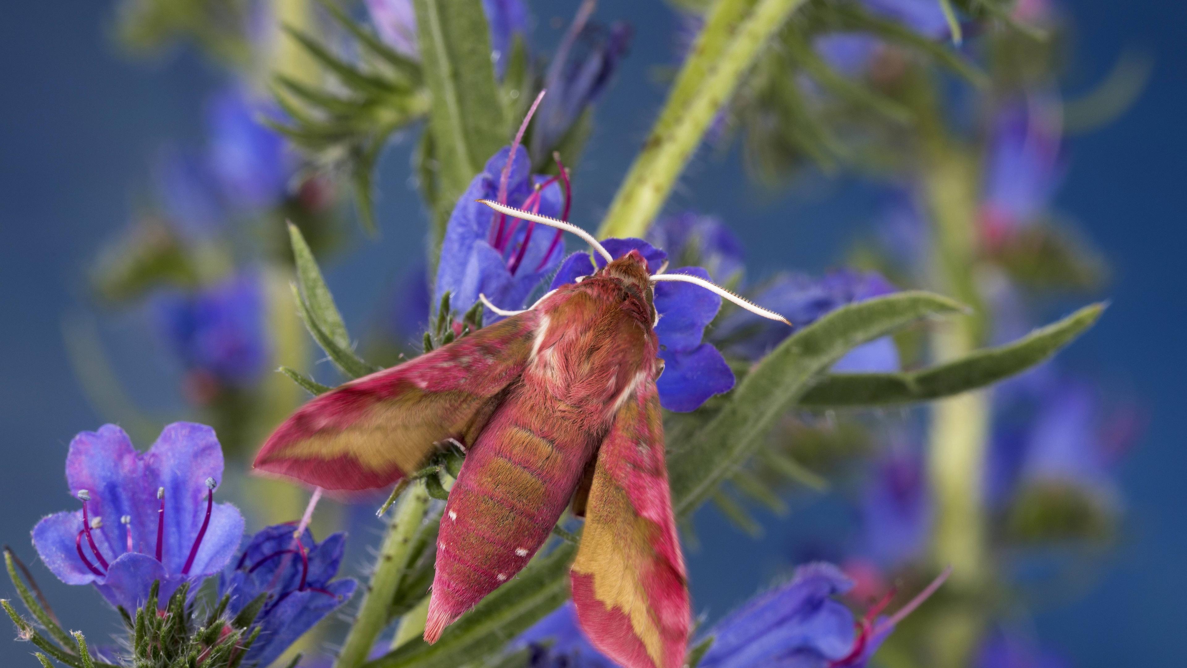 Kleiner Weinschwaermer (Deilephila porcellus)