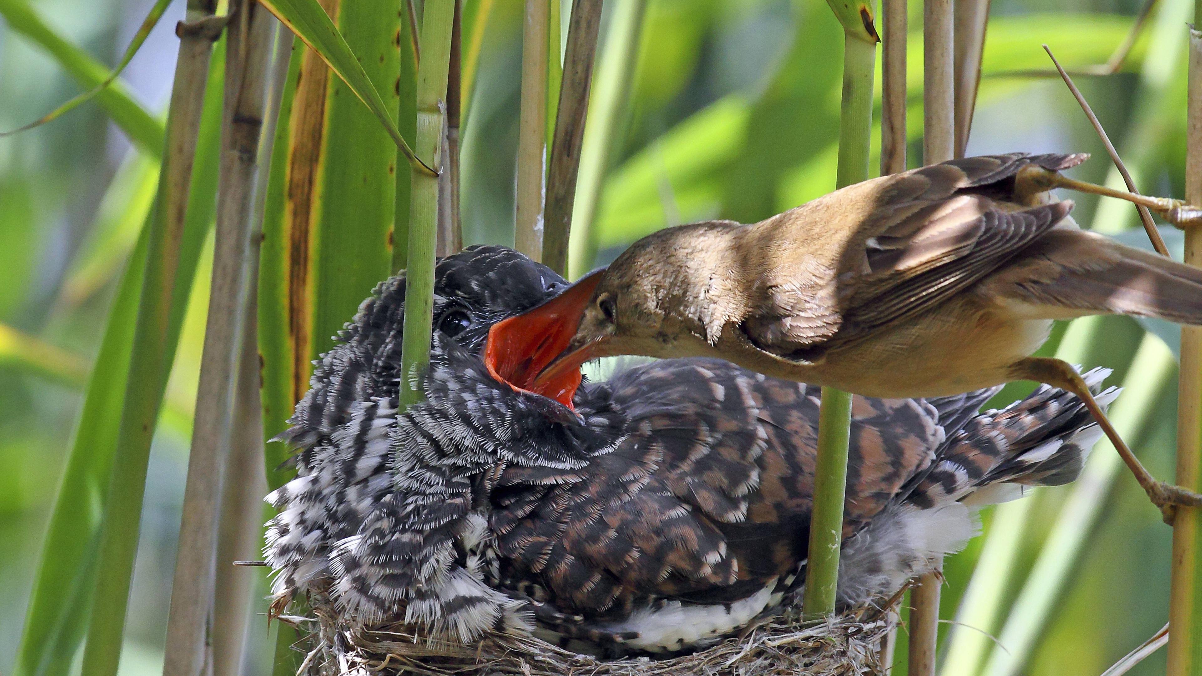 Kuckuck (Cuculus canorus)