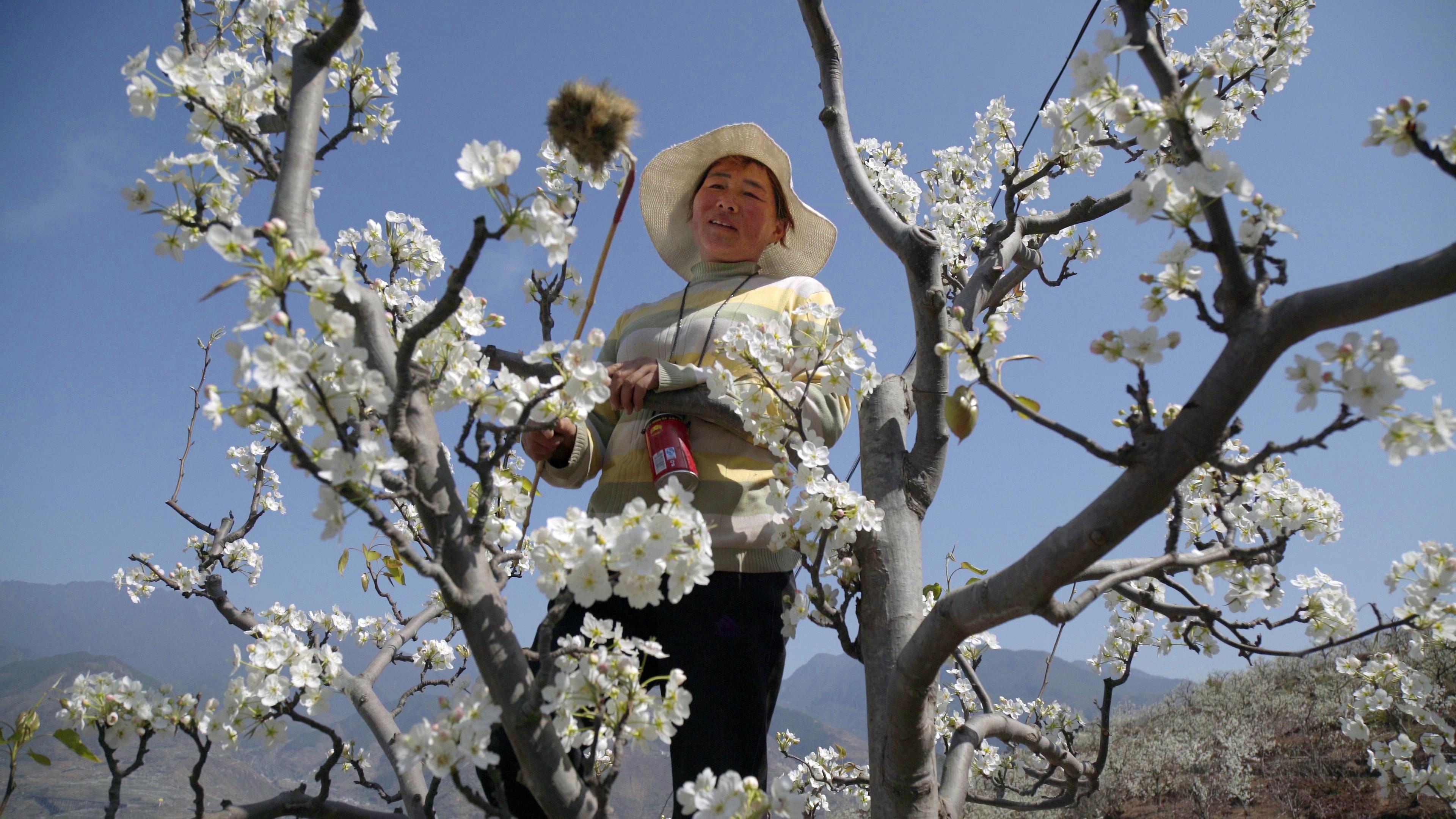 Menschliche Bestäuberin auf einem Birnbaum (China, Sichuan)