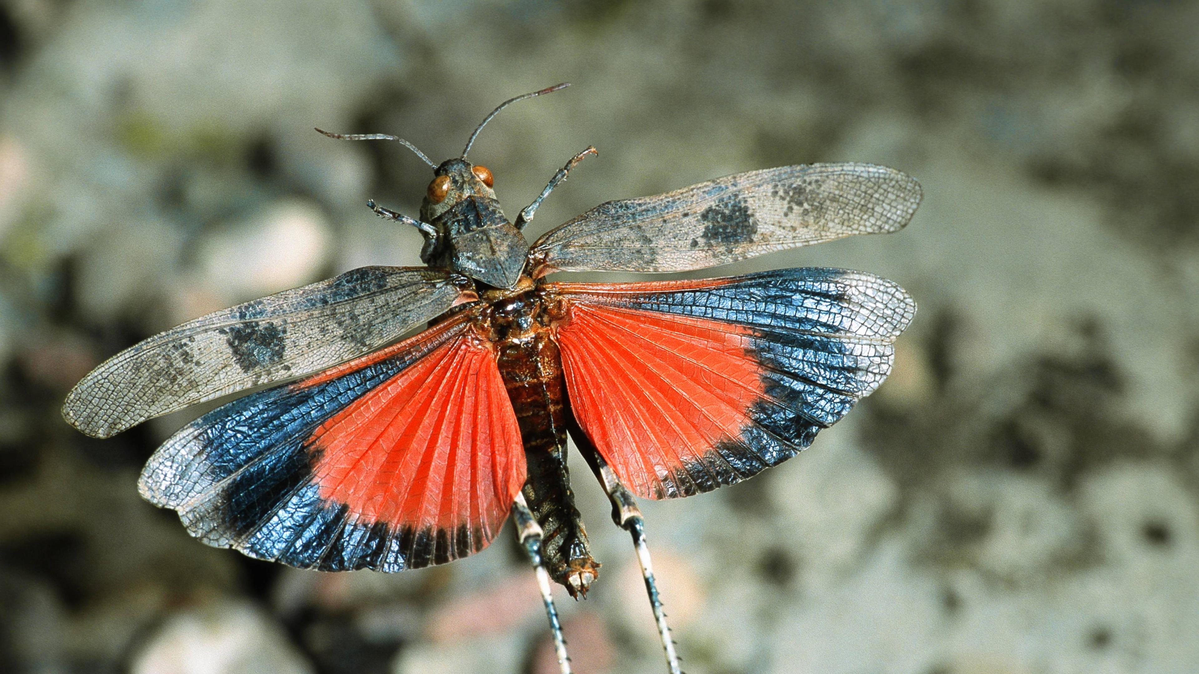 Rotflügelige Ödlandschrecke (Oedipoda germanica)