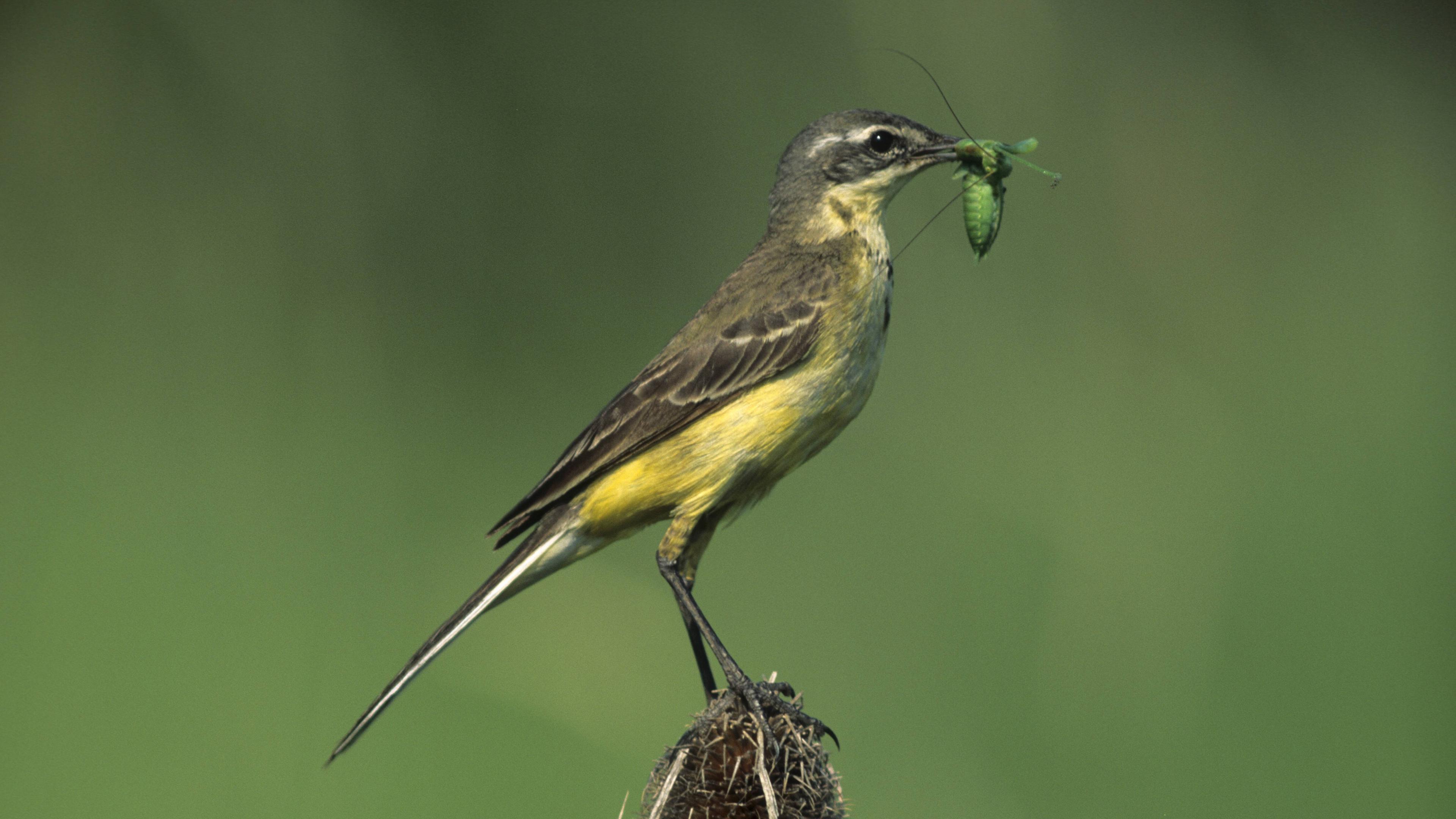 Schafstelze (Motacilla flava)