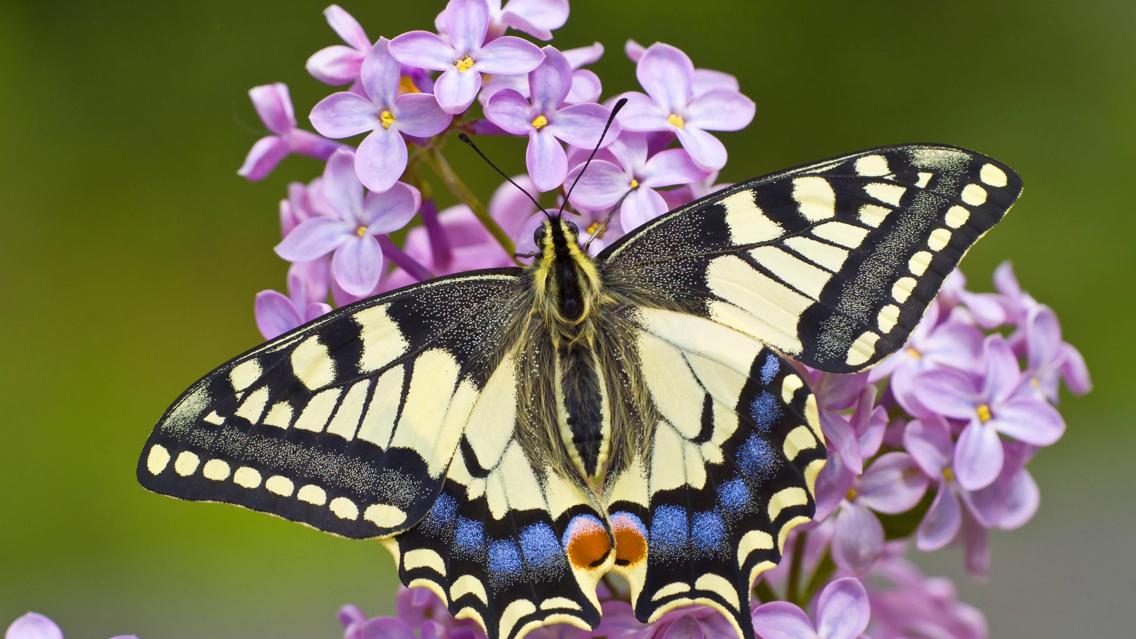 Schwalbenschwanz (Papilio machaon)
