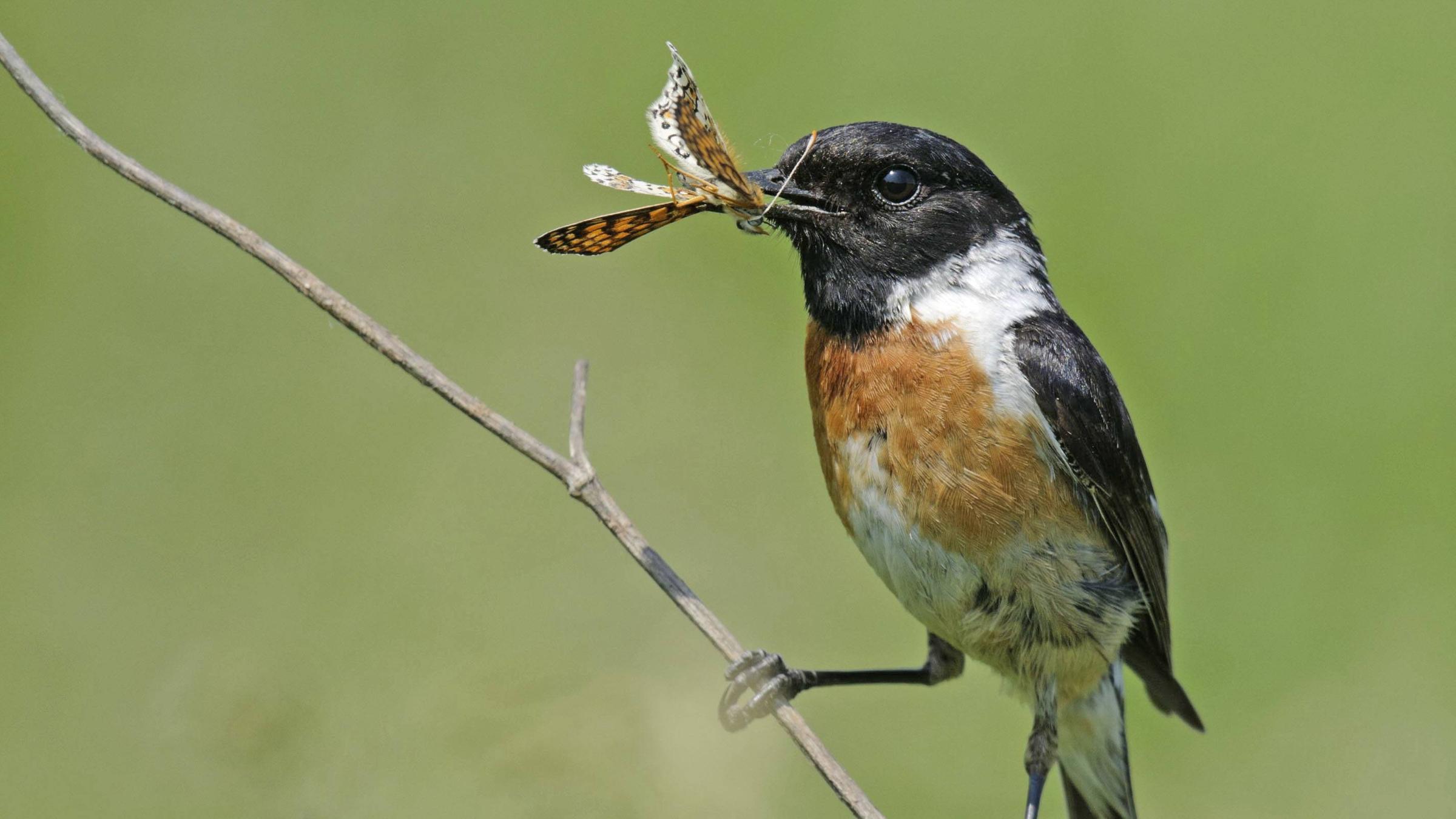 Schwarzkehlchen  (Saxicola rubicola): Männchen mit gefangenem Schmetterling