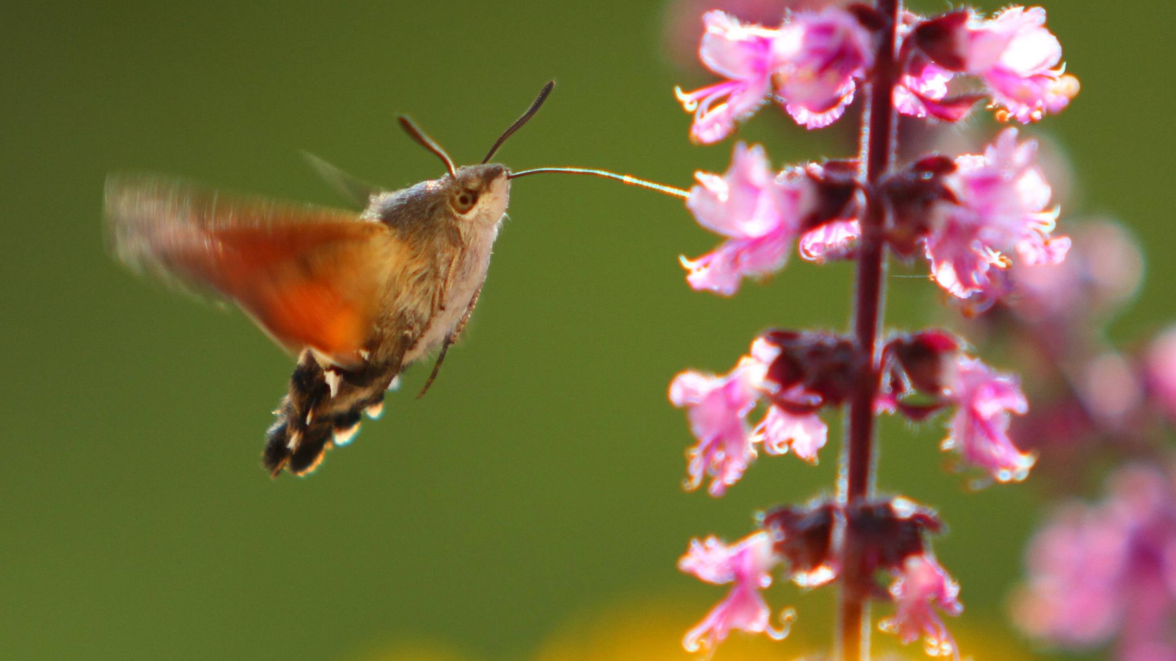 Taubenschwänzchen (Macroglossum stellatarum) saugt Nektar aus den kleinen Blüten des Buschbasilikums