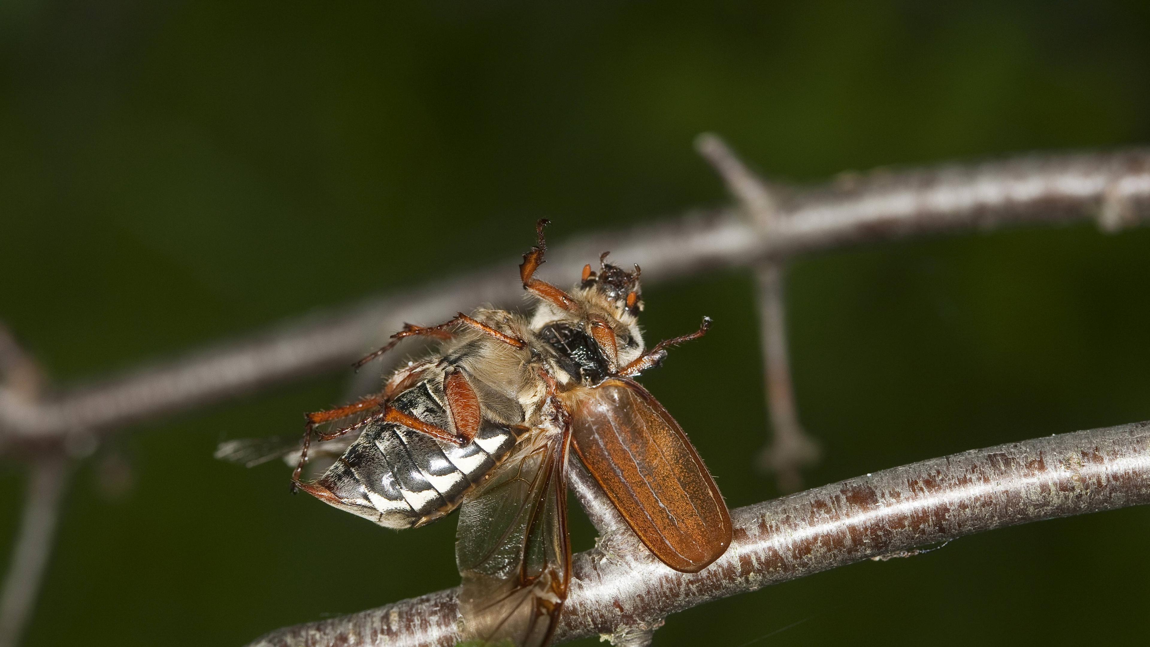 Von Neuntöter aufgespießter Maikäfer