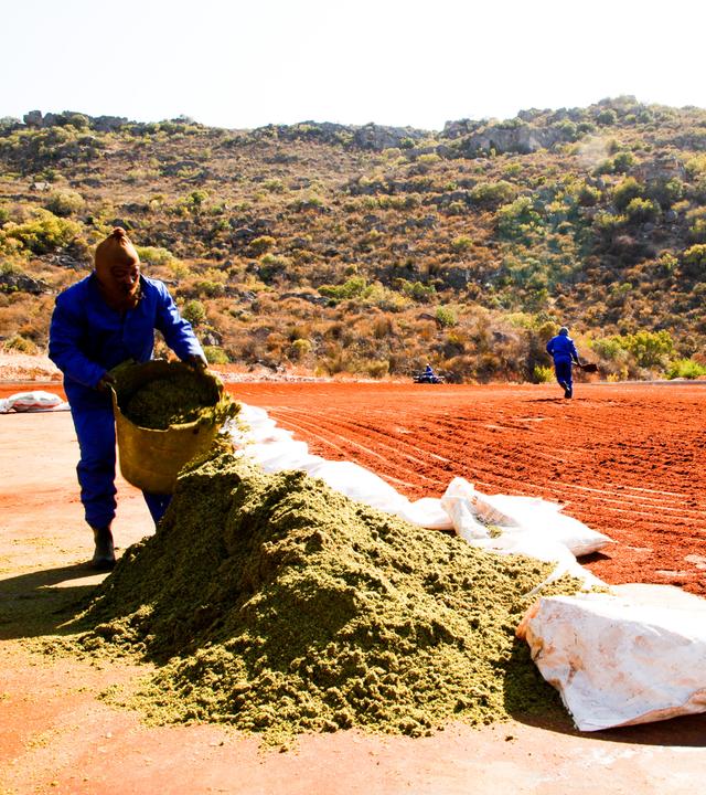 mann schüttet aus einem Sack Rooibos zum Trocken am Rand eines Feldes aus.