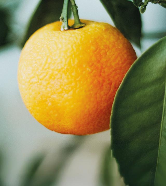 Einzelne Orange hängt am Baum