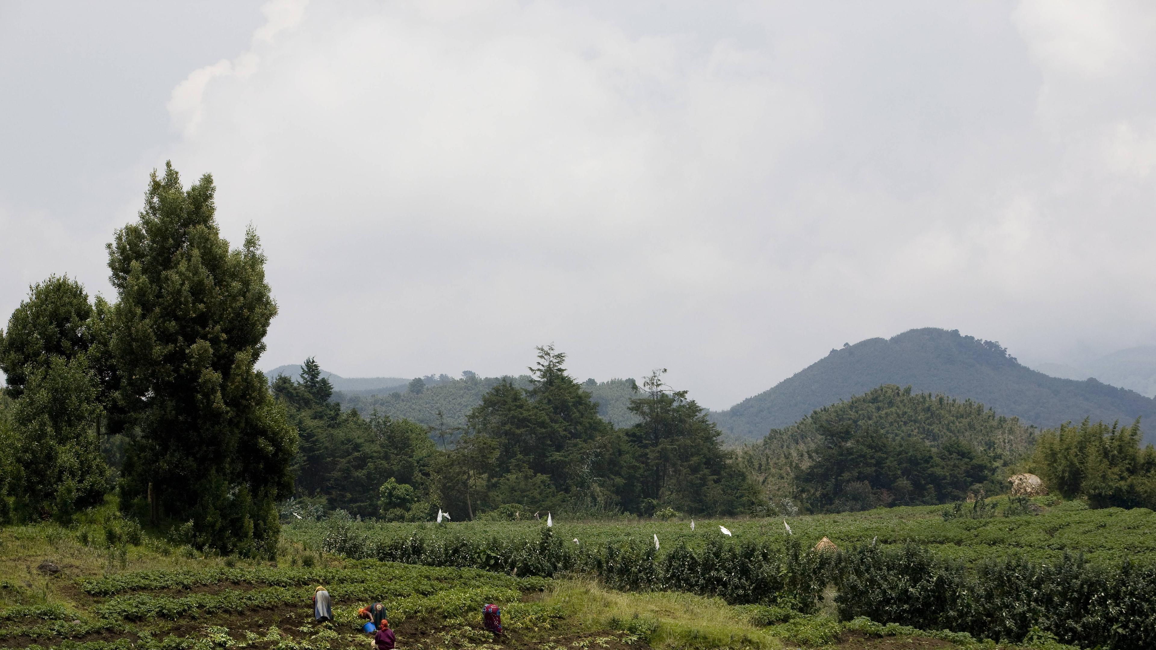 Potato field with Virunga Mountains beyond 