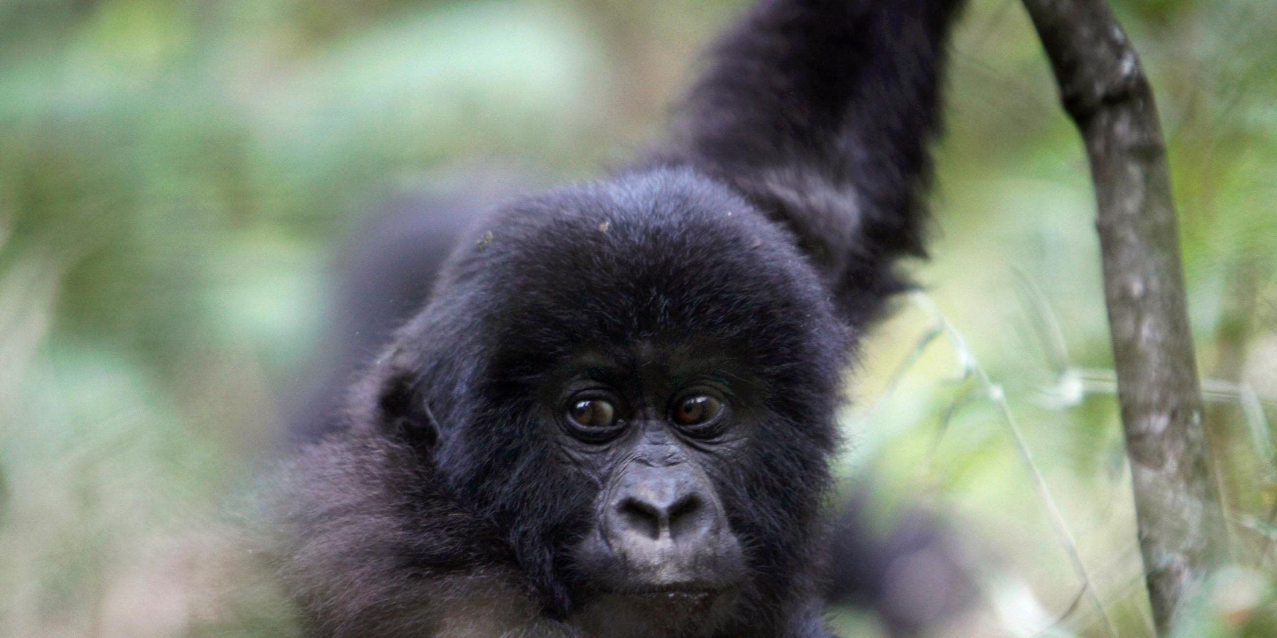 Junger Gorilla im Virunga-Nationalpark nördlich der Stadt Goma