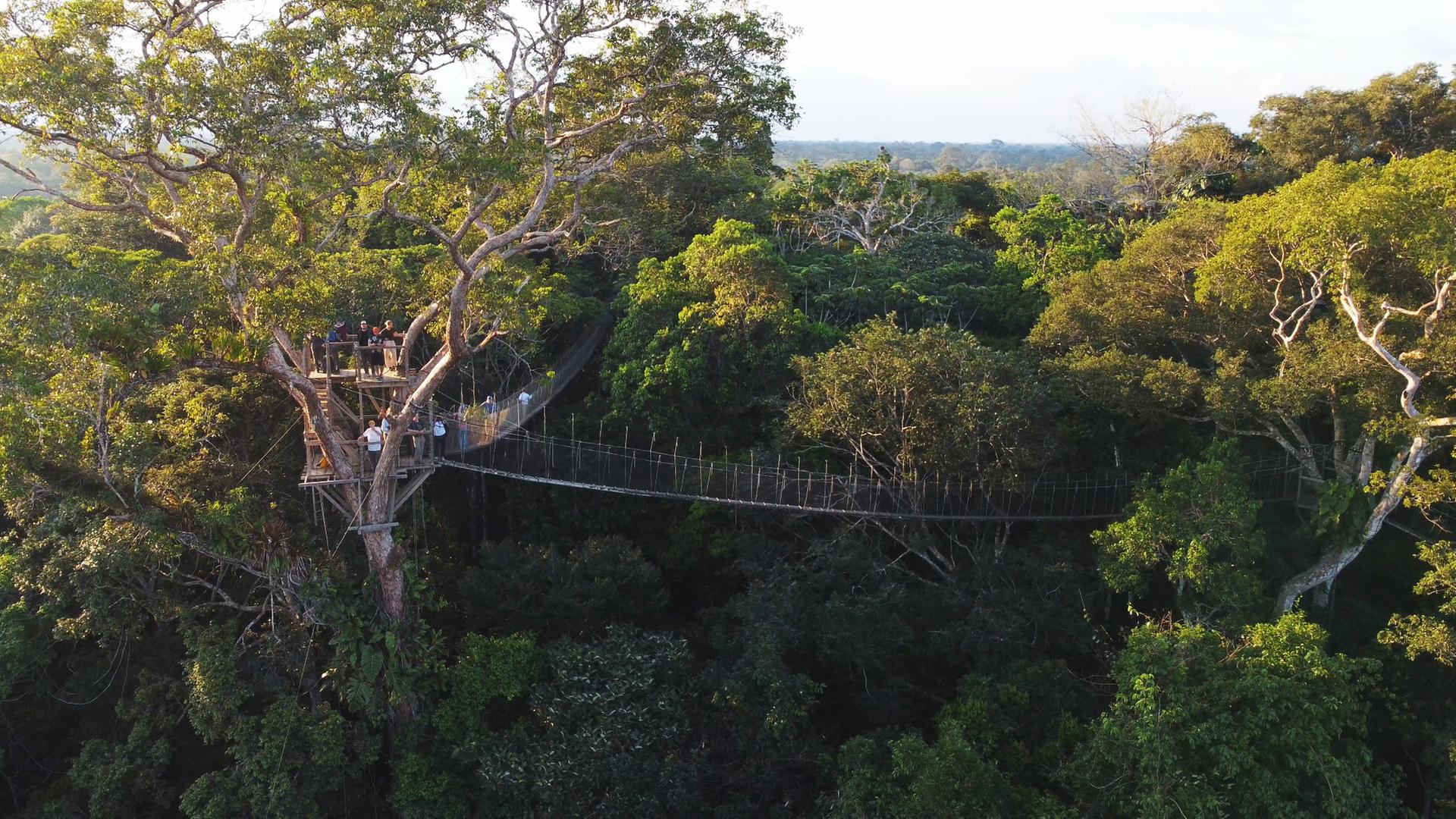 Seit den 1990er Jahren können Touristen das Kronendach des Amazonas auf dem Baumwipfelpfad hautnah erleben.