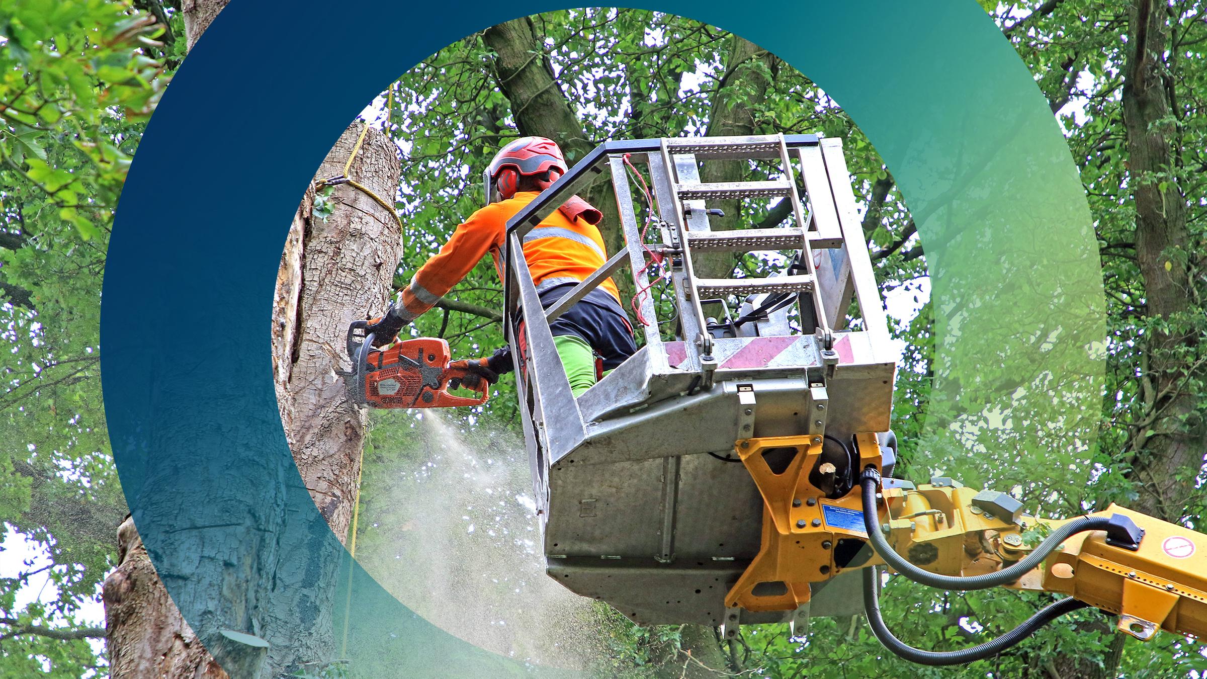 Mann mit Kettensäge in einer Baumkrone um einen kranken Baum zu fällen