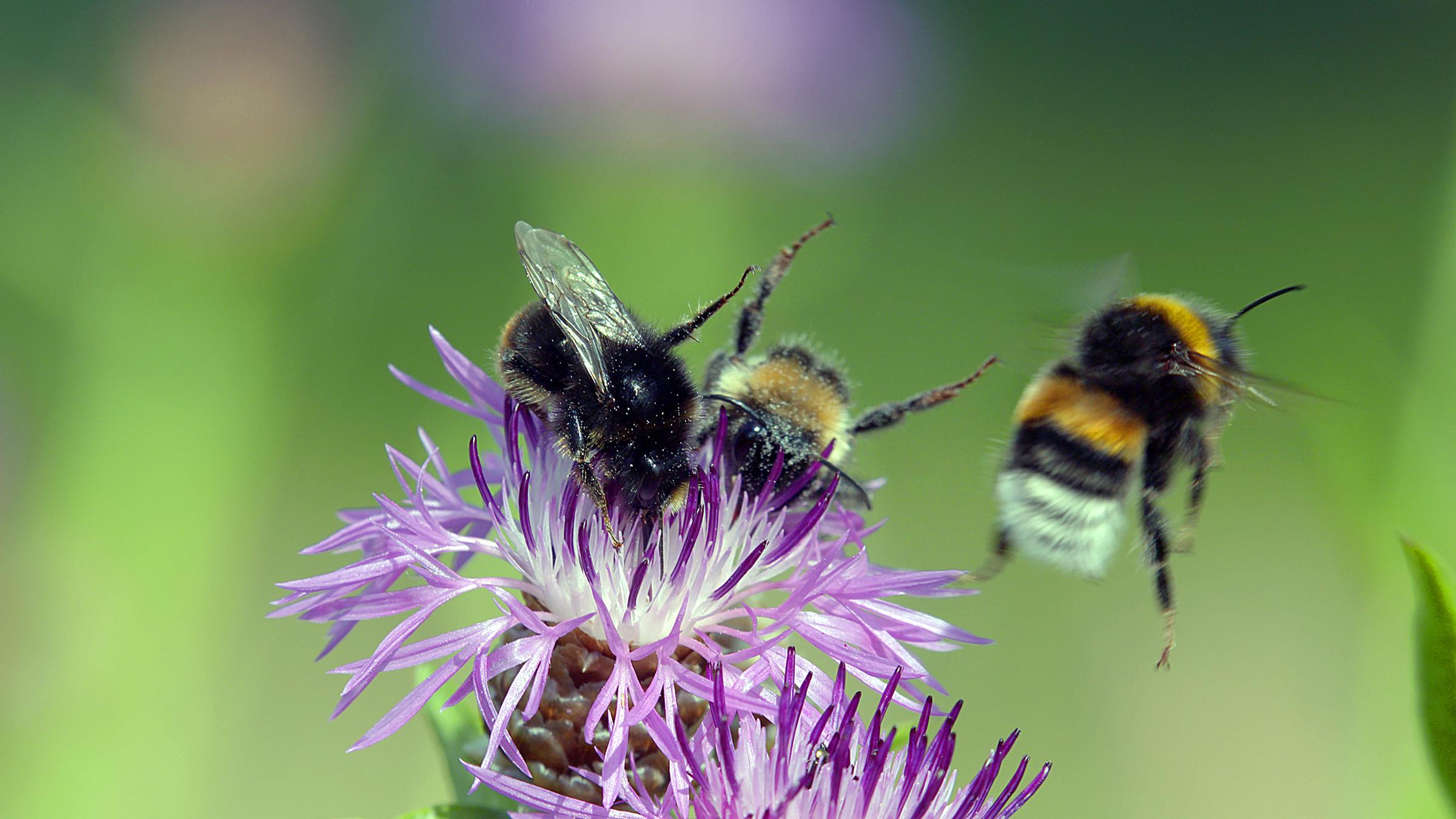 Fast alle Wild- und Kulturpflanzen werden von Insekten bestäubt