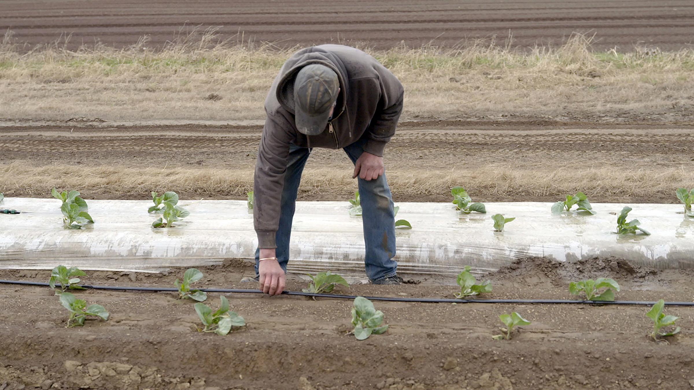 Auf auftauenden Permafrostböden gedeihen Pflanzen.