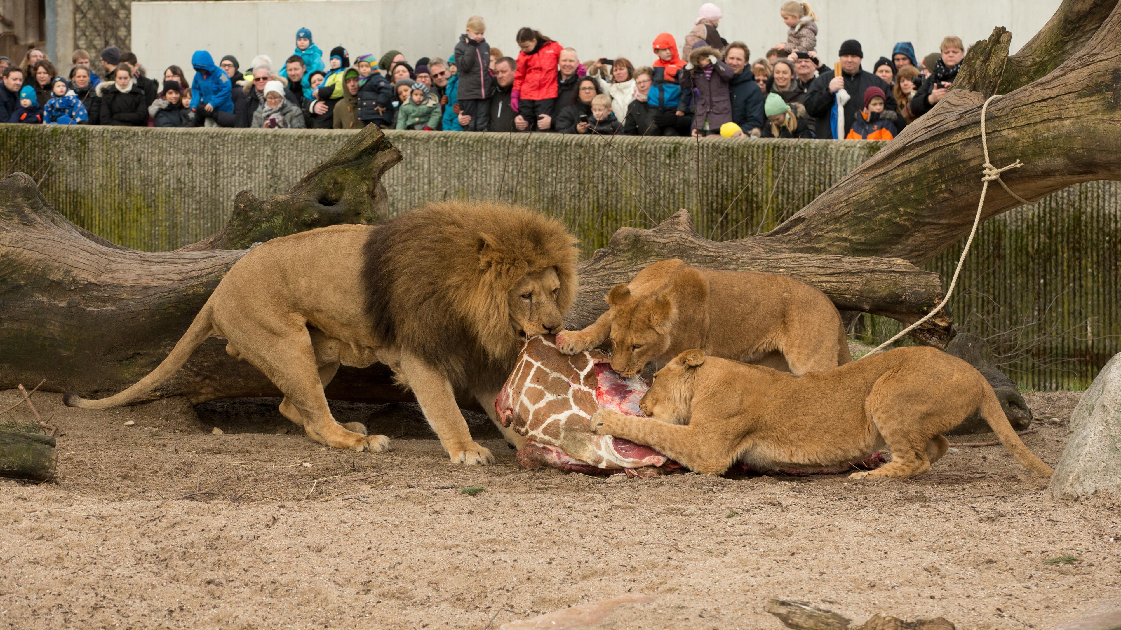 Ein Giraffenbulle wird in einem Gehege an ein Löwenrudel verfüttert.
